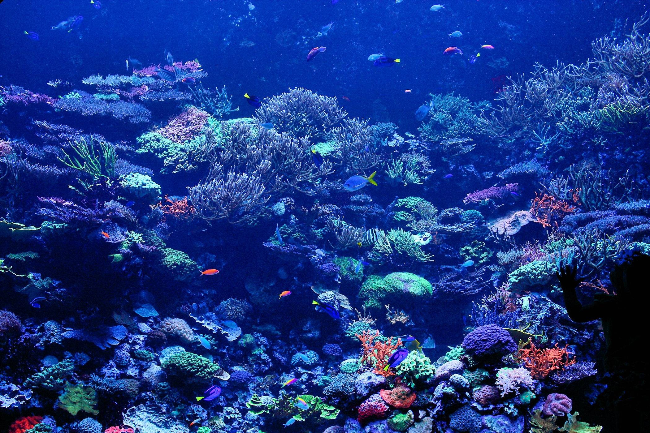 Coral Sea, Coral reef wallpapers, Underwater beauty, Oceanic wonder, 2100x1400 HD Desktop