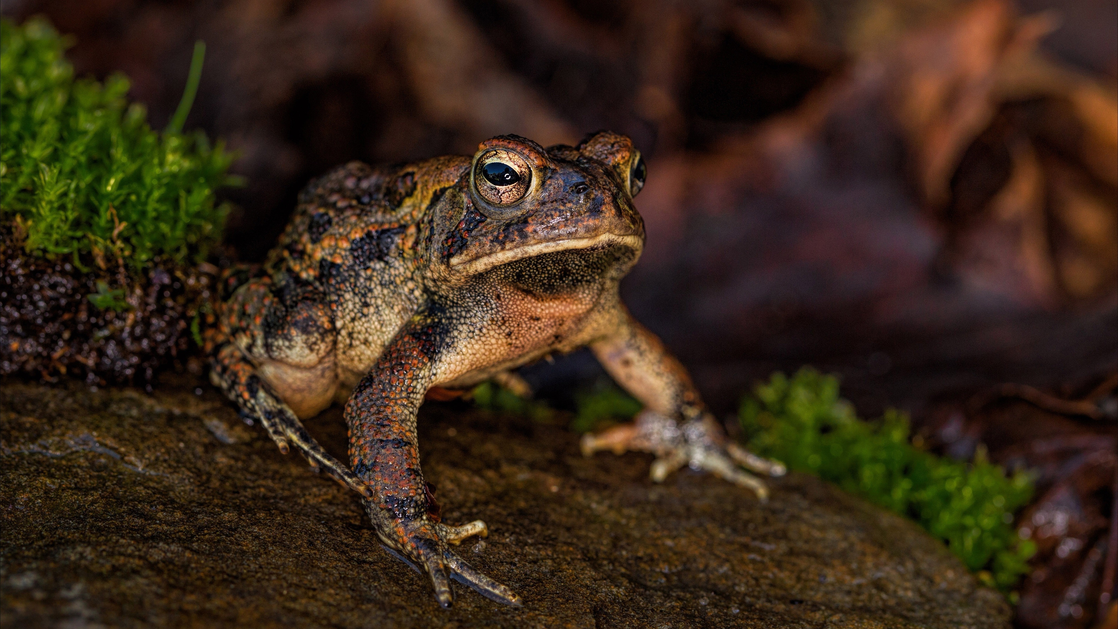 Wallpaper toad frog, Macro photography, Rock aesthetics, Nature's artistry, 3840x2160 4K Desktop
