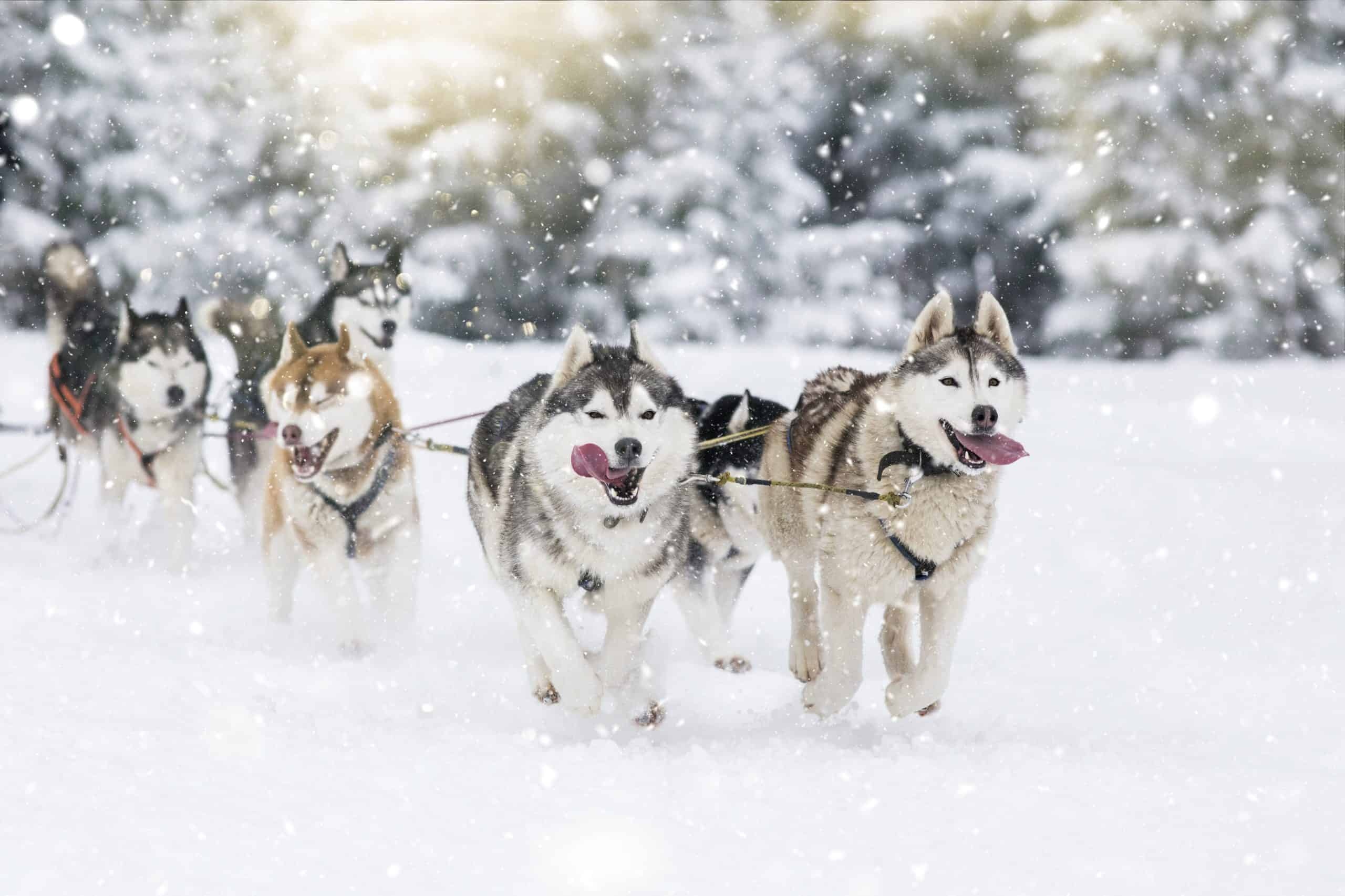 Sled dogs, Husky Wallpaper, 2560x1710 HD Desktop