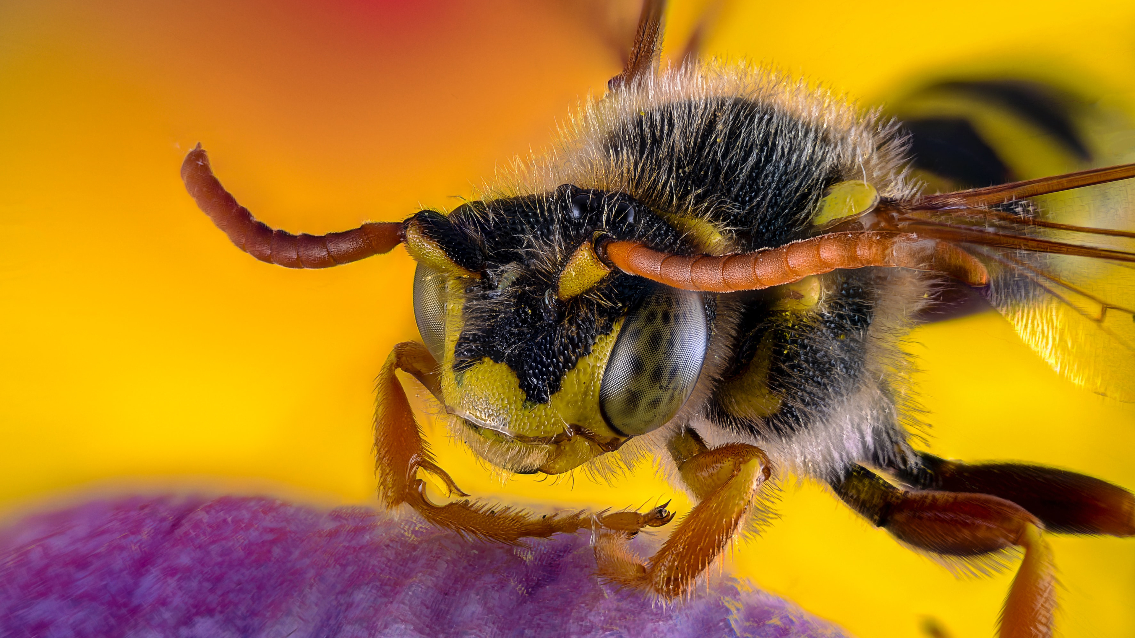 Bee: A bee's body is divided into three parts: a head with two antennae, a thorax with six legs, and an abdomen, Macro. 3840x2160 4K Wallpaper.