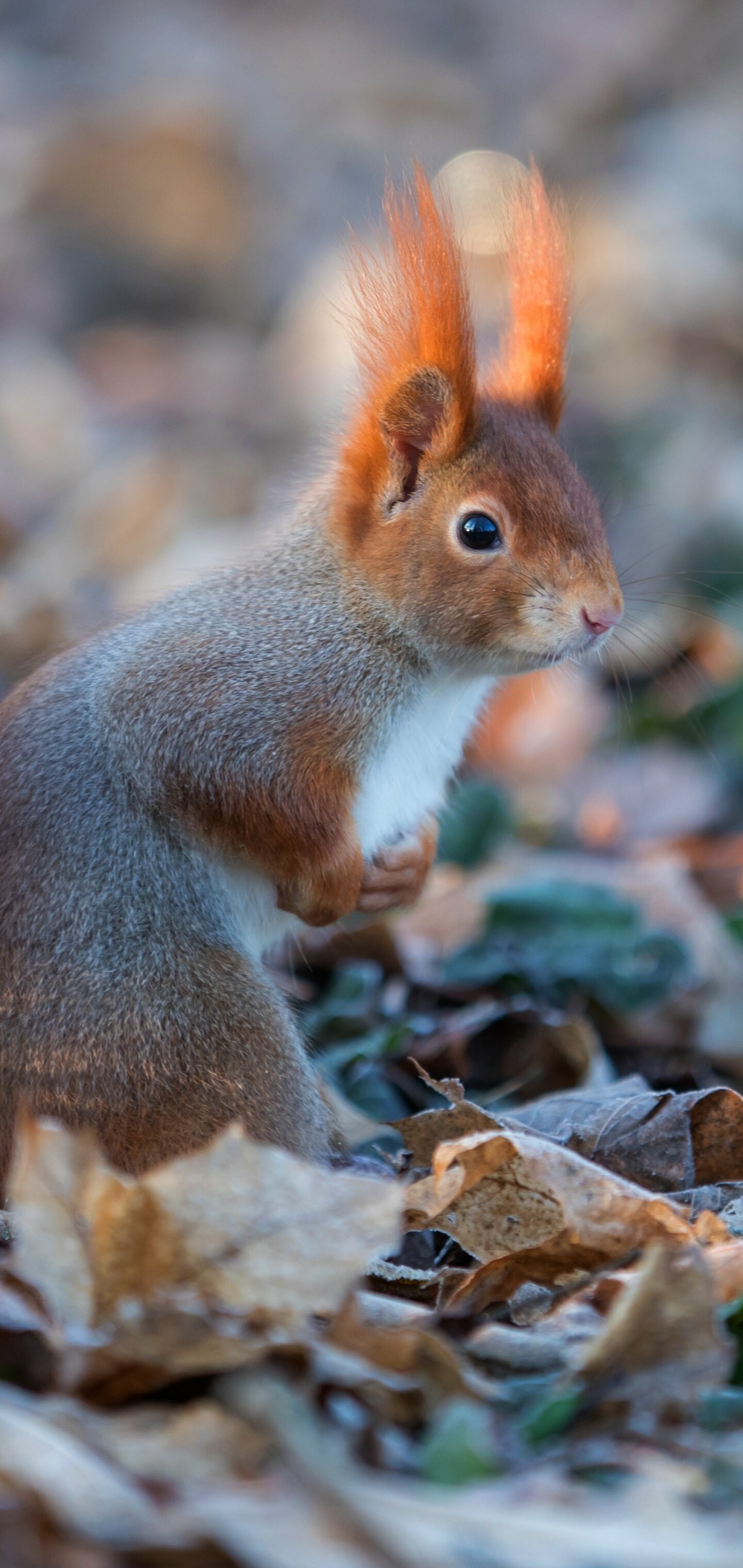 Squirrel: Nimble, bushy-tailed rodents found all over the world. 1440x3040 HD Background.