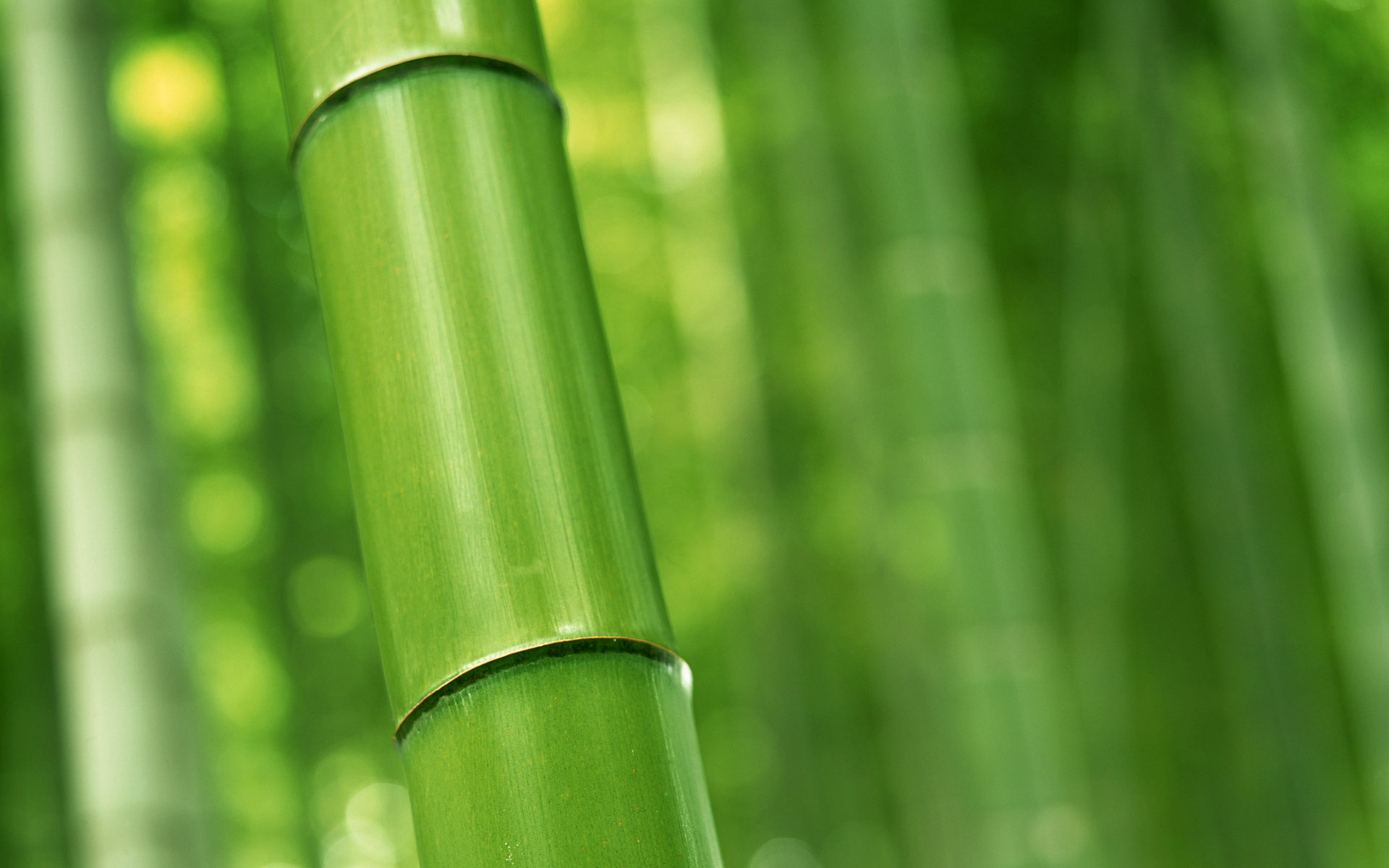 Bamboo: Forest, Nature, A giant woody grass which is grown chiefly in the tropics. 1920x1200 HD Wallpaper.