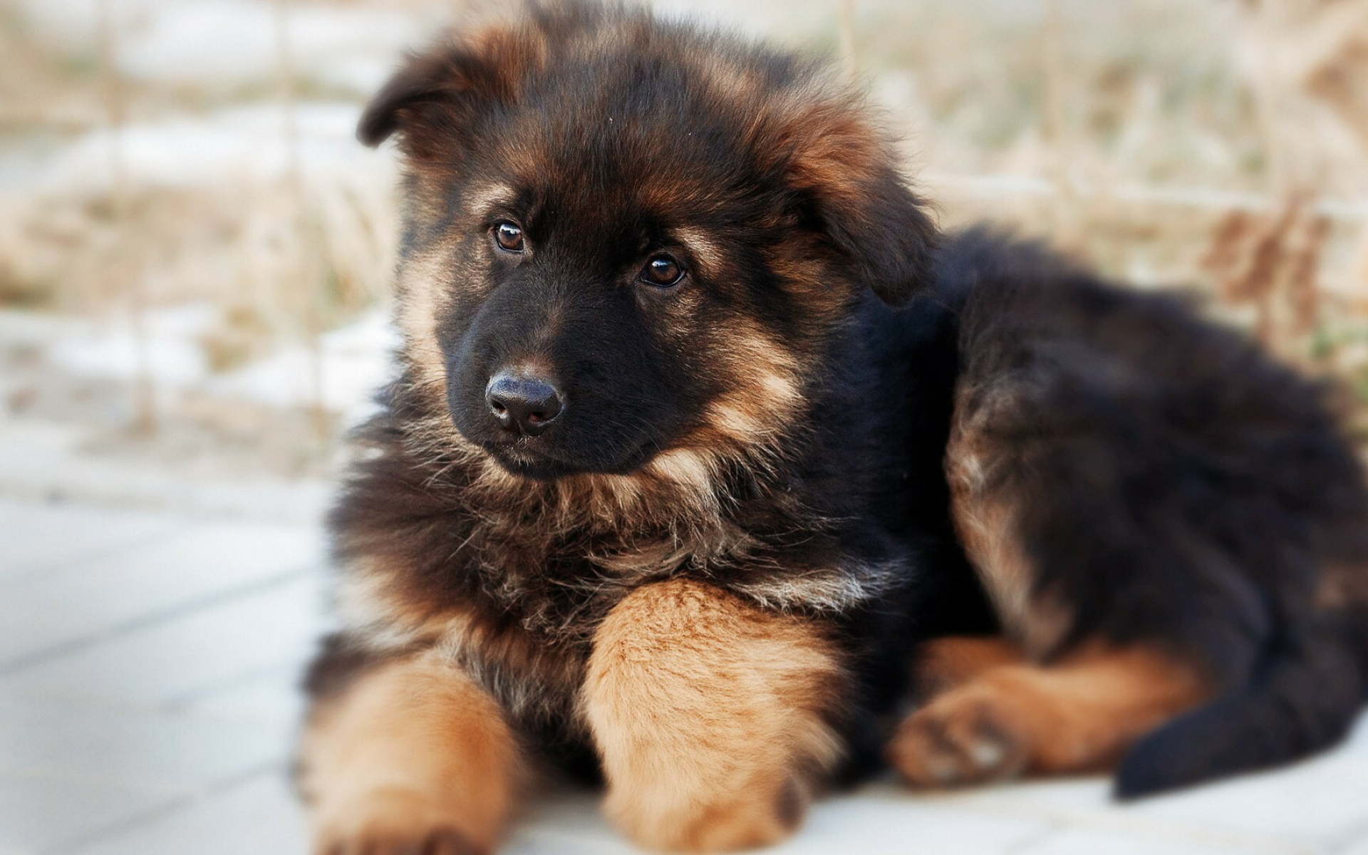 German Shepherd, Cute puppy, Furry friend, Animal companion, 1920x1200 HD Desktop