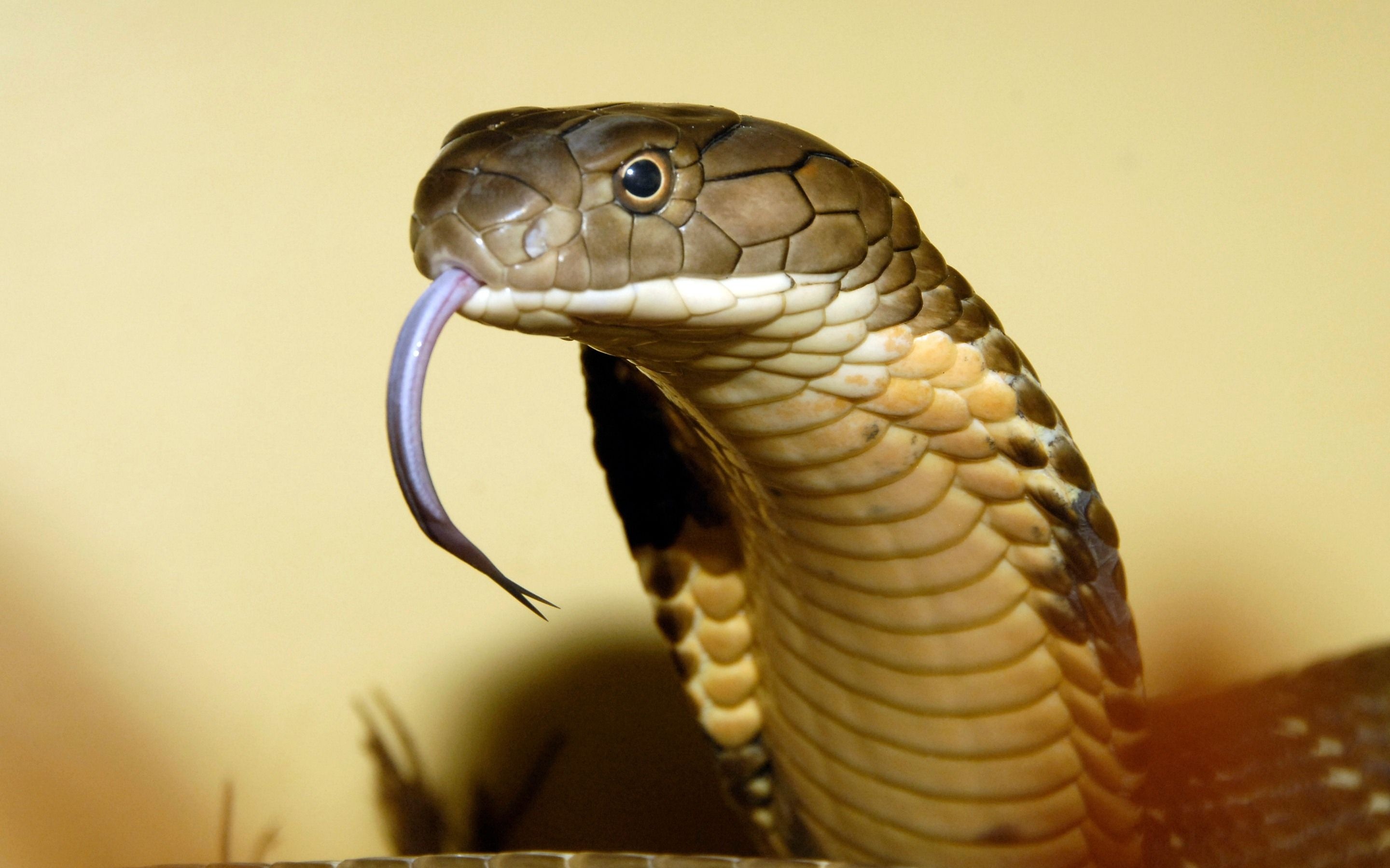 King Cobra, Venomous serpent, Reptile species, Majestic creature, 2880x1800 HD Desktop