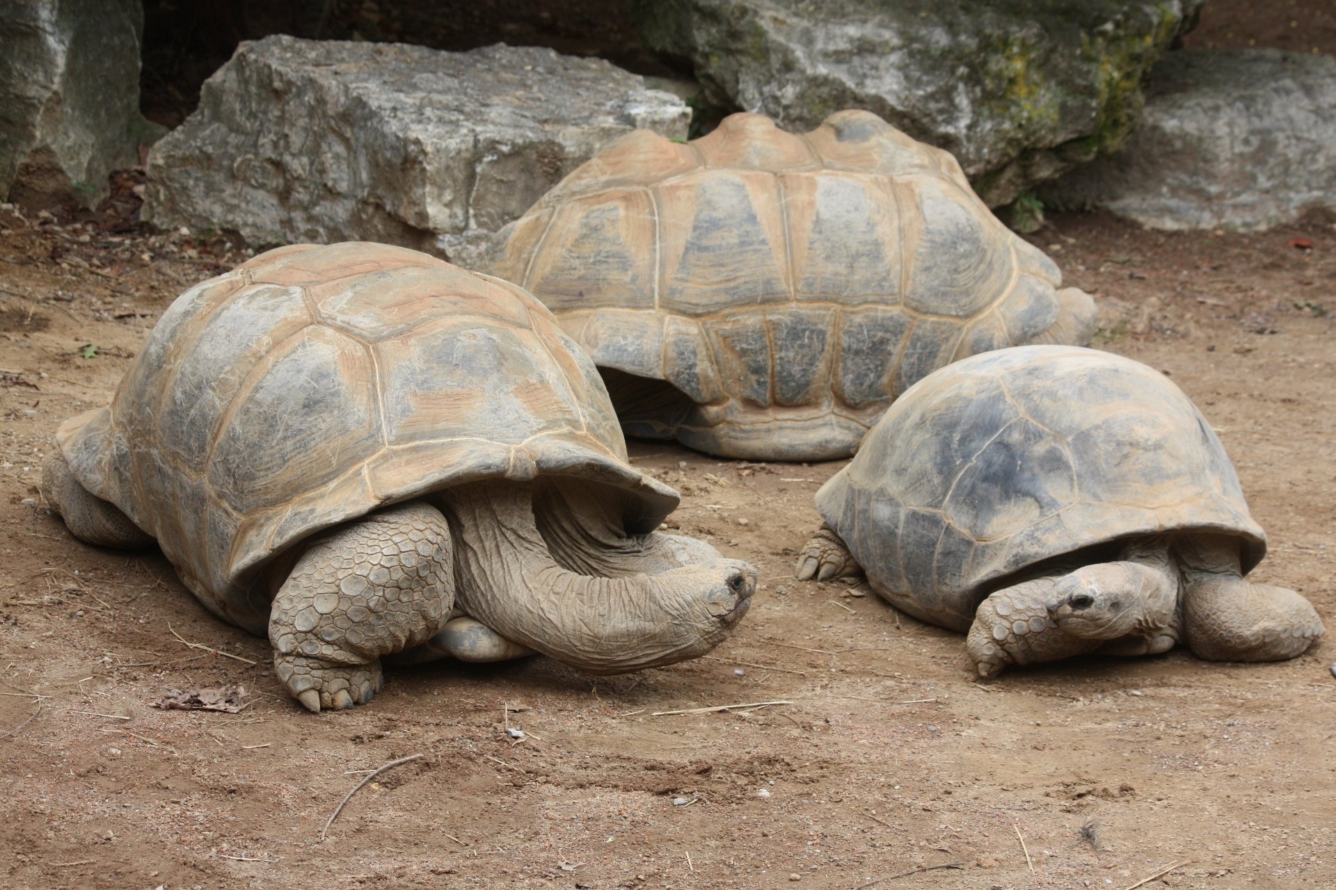 Aldabra Giant Tortoise, Wonderful tortoises, Reptilian beauty, Nature, 1920x1280 HD Desktop