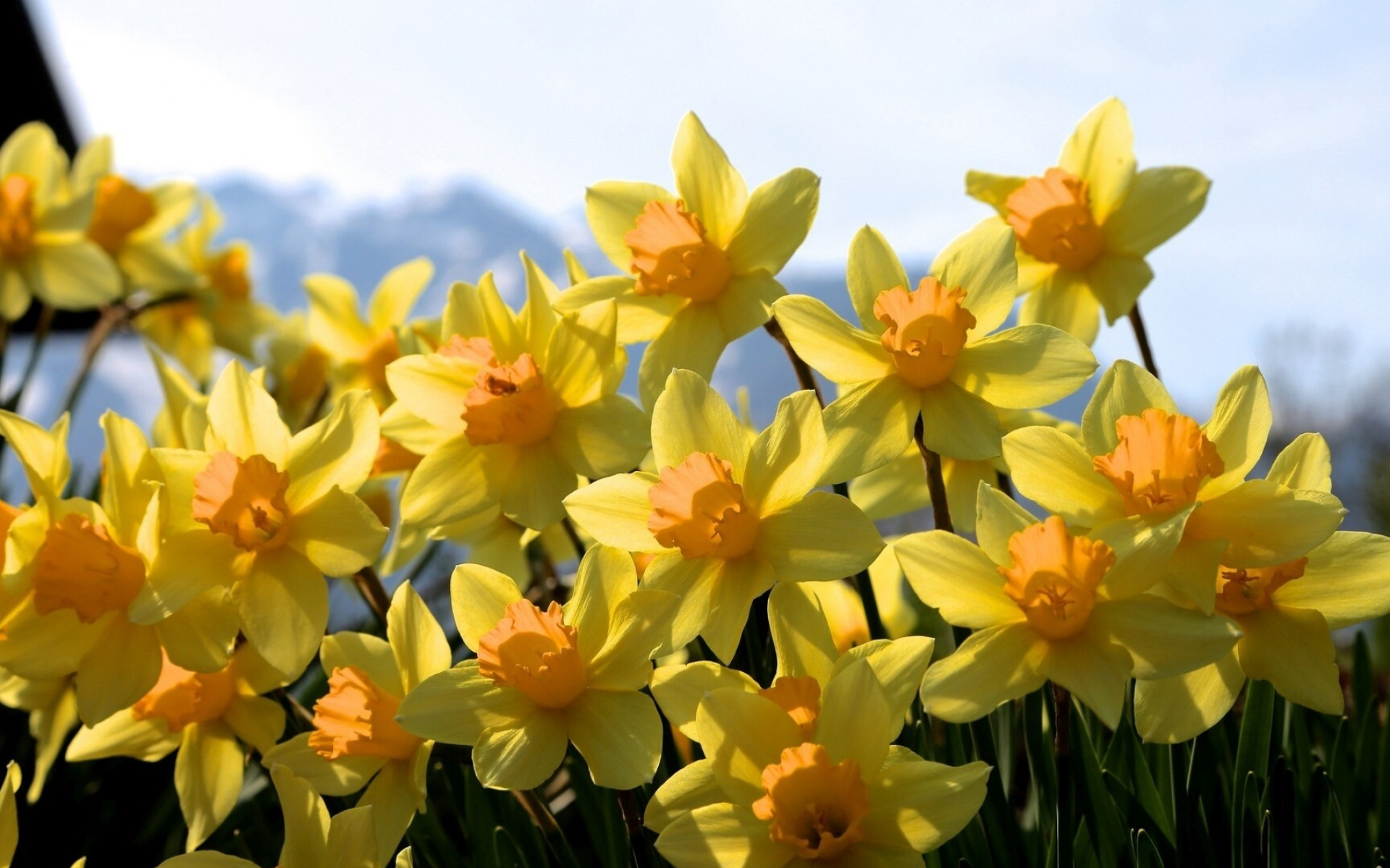 Daffodil: Also known by their botanical name narcissus, Easy and reliable spring-flowering bulbs. 1920x1200 HD Wallpaper.