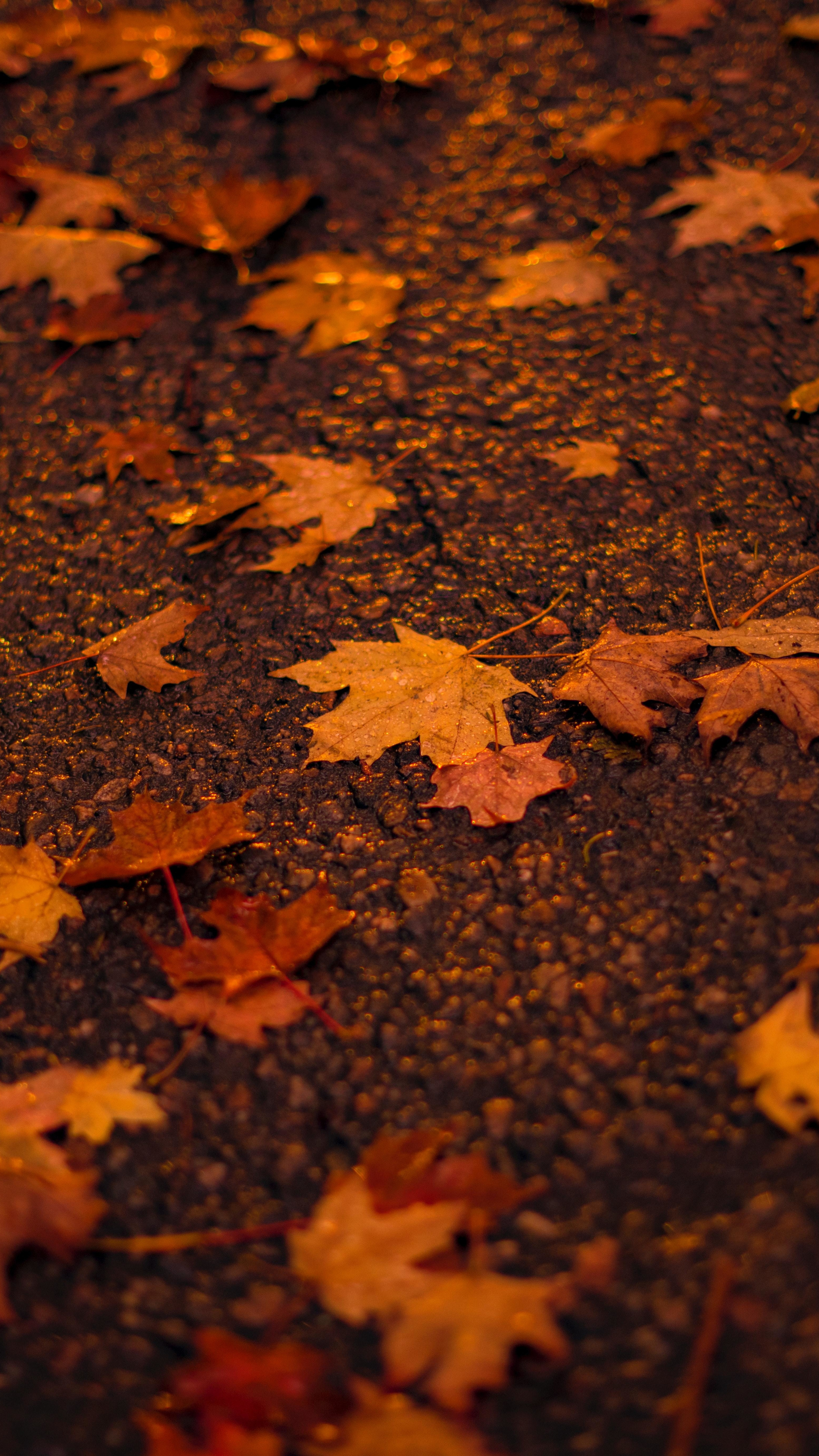 Autumn orange maple leaf, Sony Xperia Z5 Premium dual, HD image background, Stunning visuals, 2160x3840 4K Handy