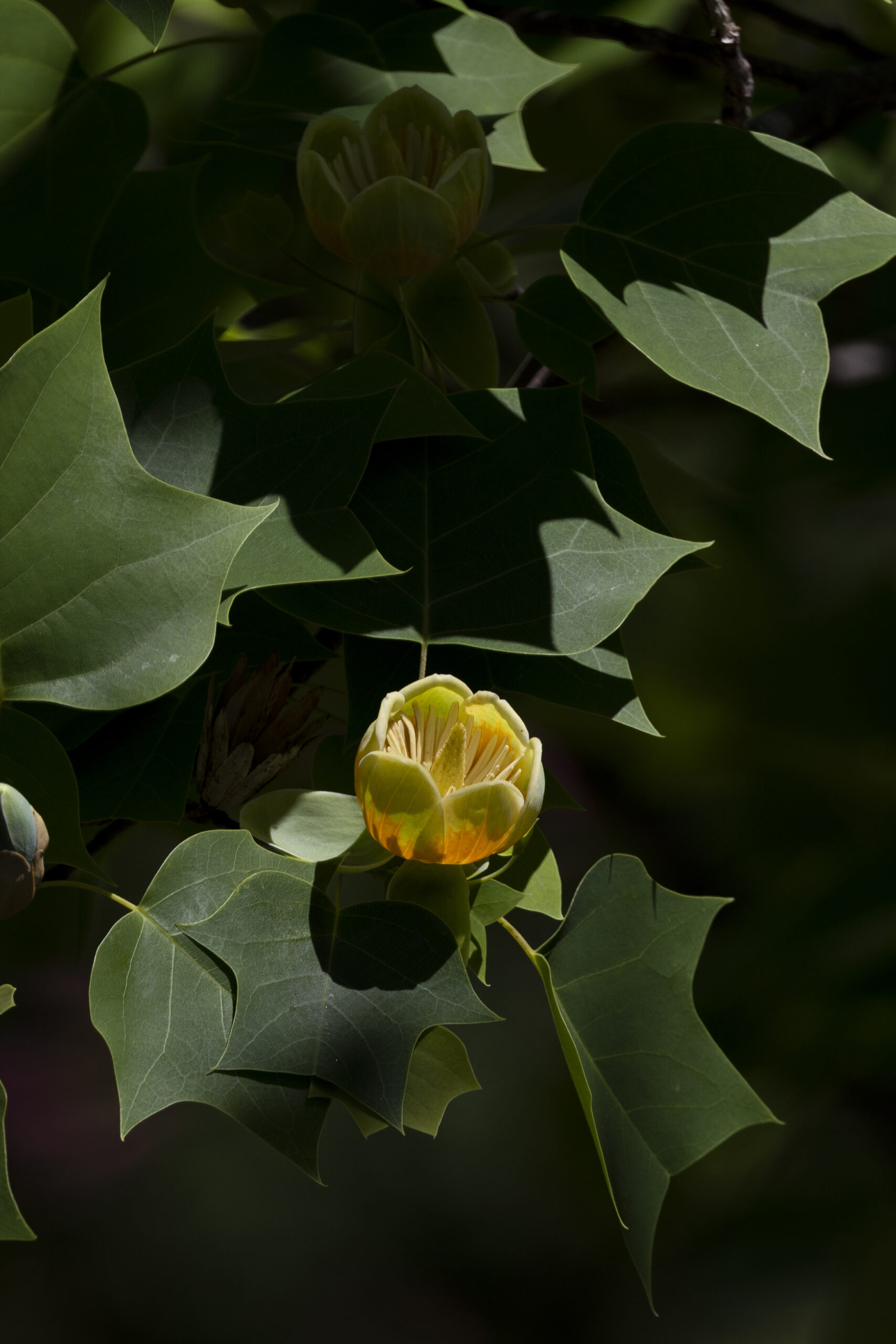 Hybrid Tulip Tree, Shine UGA Today, Spring, 1710x2560 HD Phone