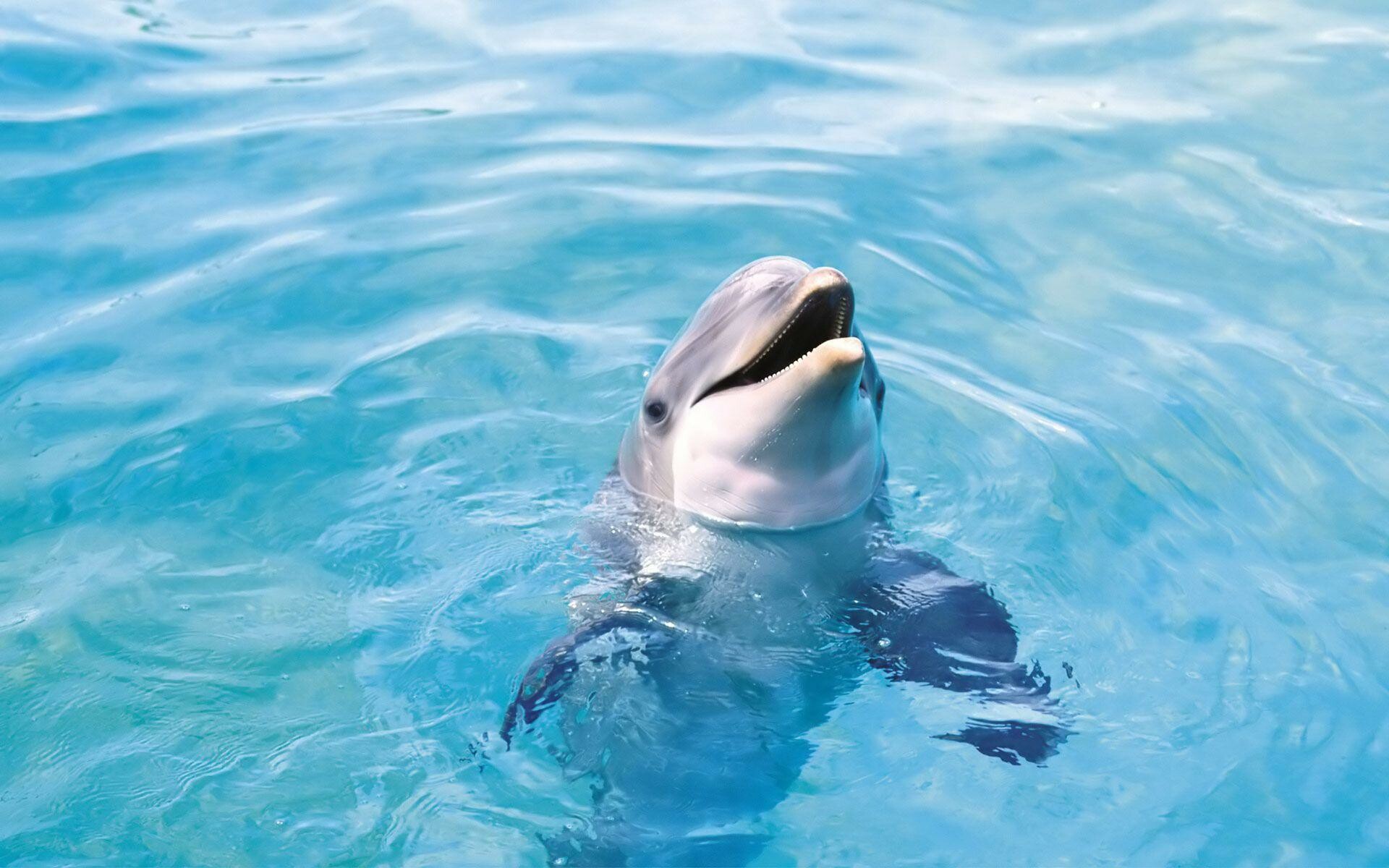 Dolphin: A marine mammal with a broad geographic extent. 1920x1200 HD Wallpaper.