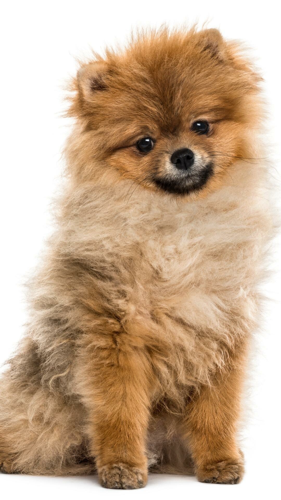 Pomeranian, Top free wallpapers, Background images, Lovely fluff, 1080x1920 Full HD Phone