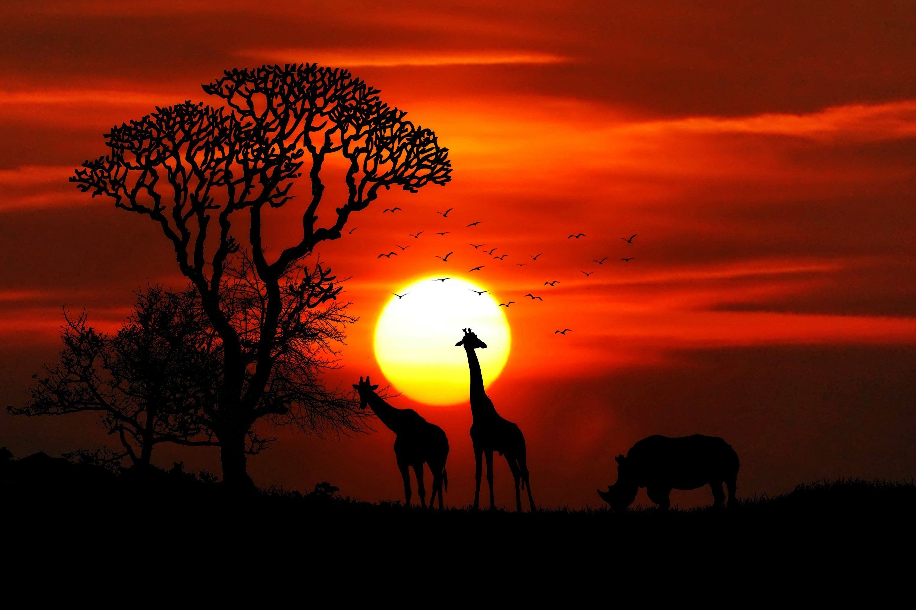 Acacia Tree, Giraffes at sunset, Serene beauty, Captivating wallpapers, 3000x2000 HD Desktop