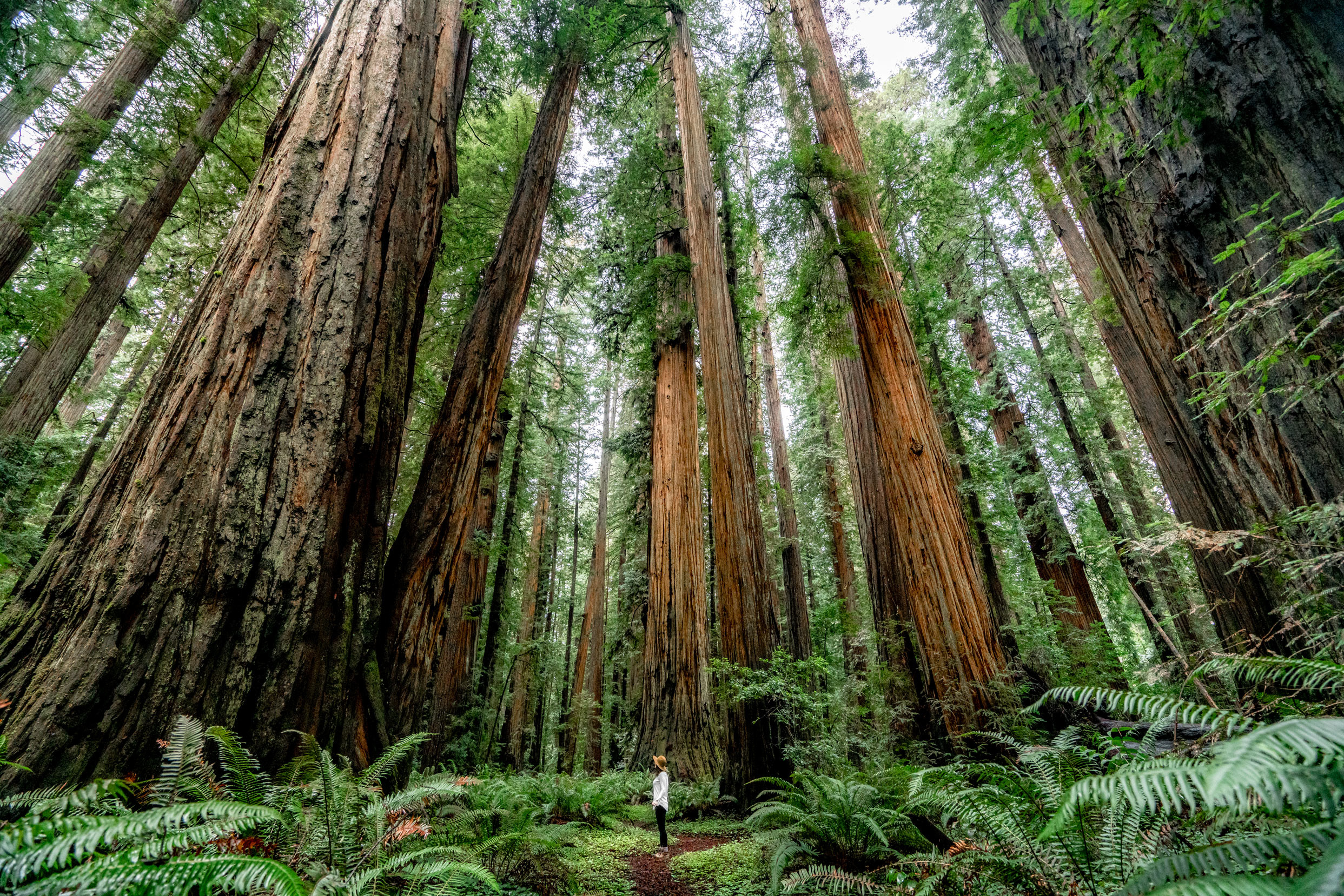 Stunning experiences, Redwood national park, Nature's wonders, Outdoor exploration, 2490x1660 HD Desktop