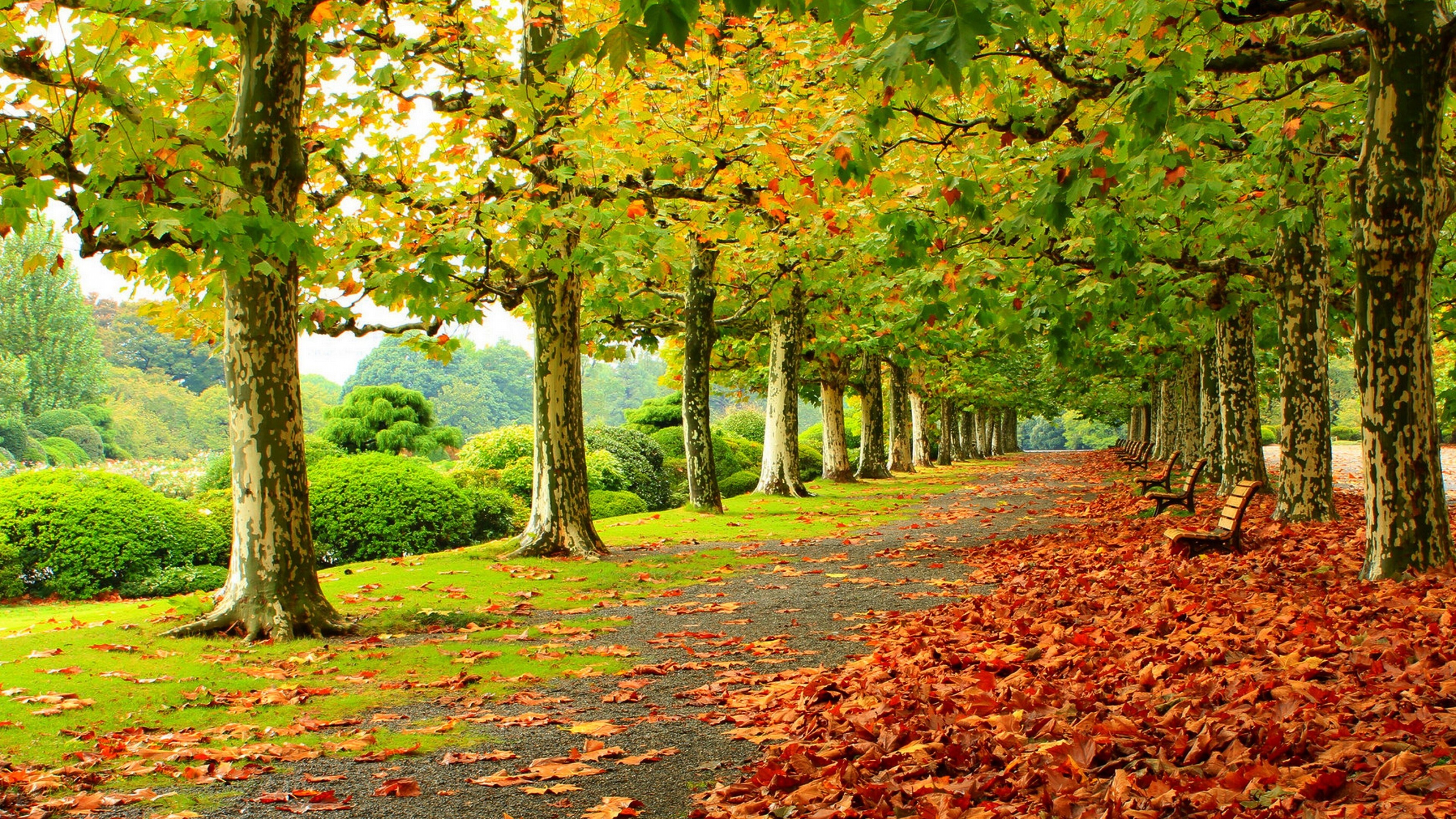 Fall foliage, Nature's beauty, Vibrant colors, Serene atmosphere, 3840x2160 4K Desktop