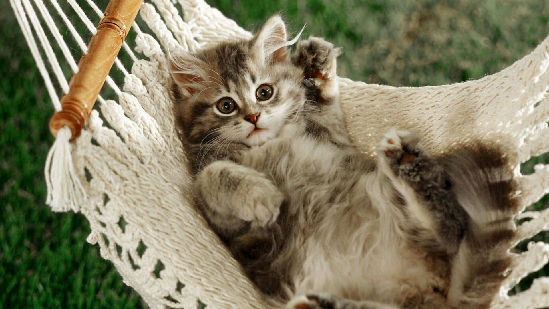 Kitten: Valued by humans for companionship and their ability to kill rodents. 1920x1080 Full HD Wallpaper.
