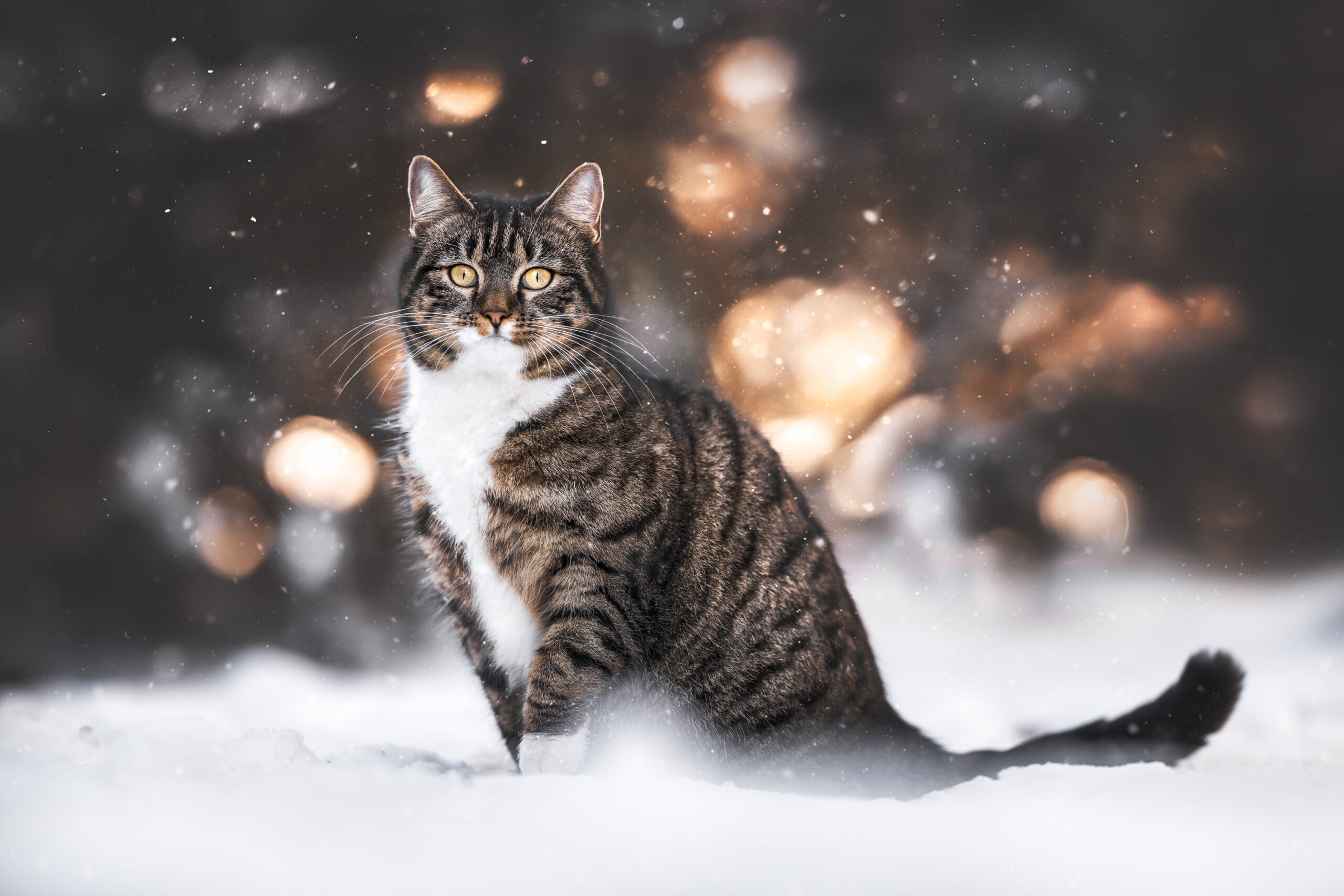 Winter cats mammals, Snow wallpaper, 2560x1710 HD Desktop
