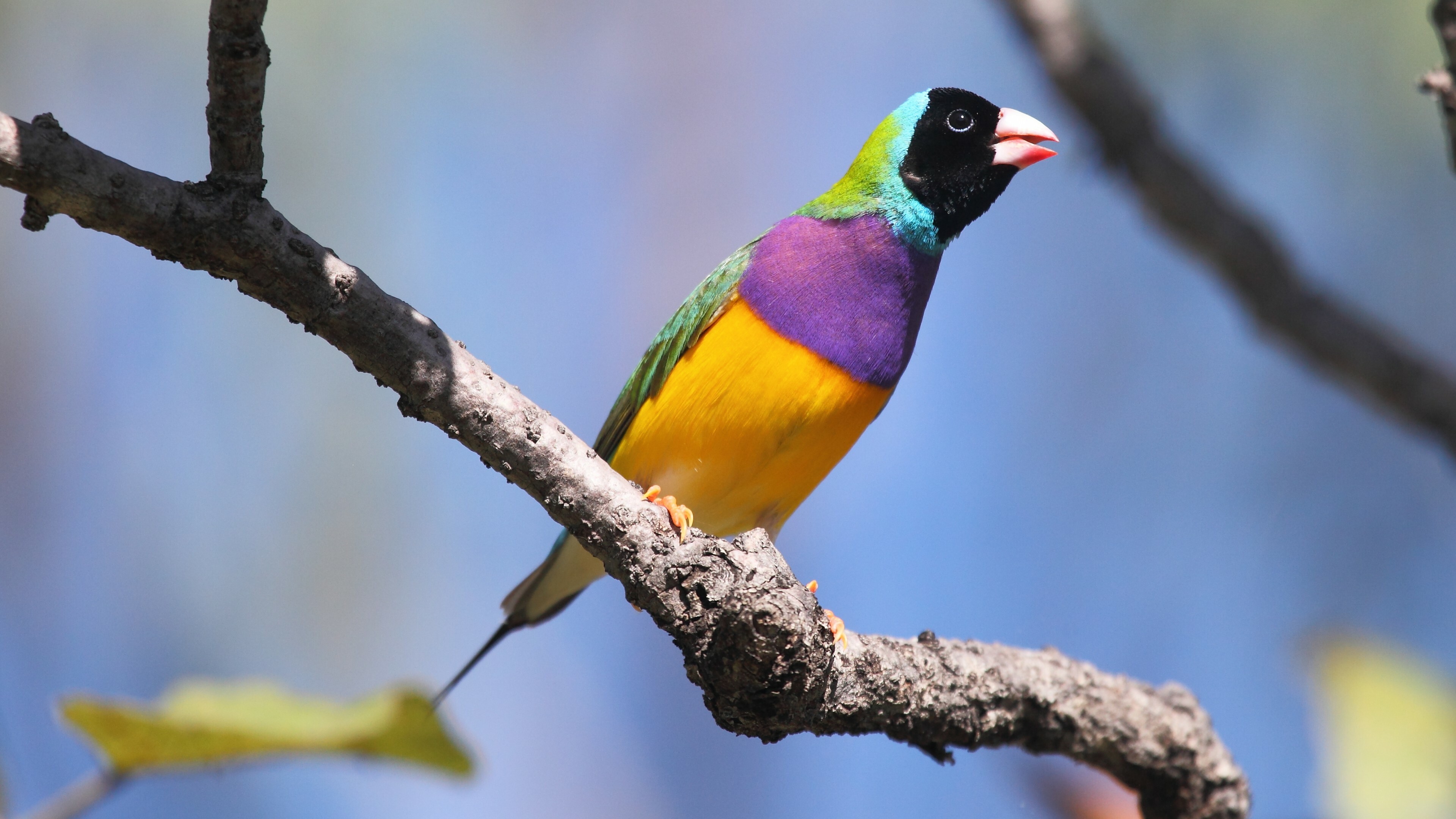 Bird: Gouldian Finch, Species native to Australia. 3840x2160 4K Background.