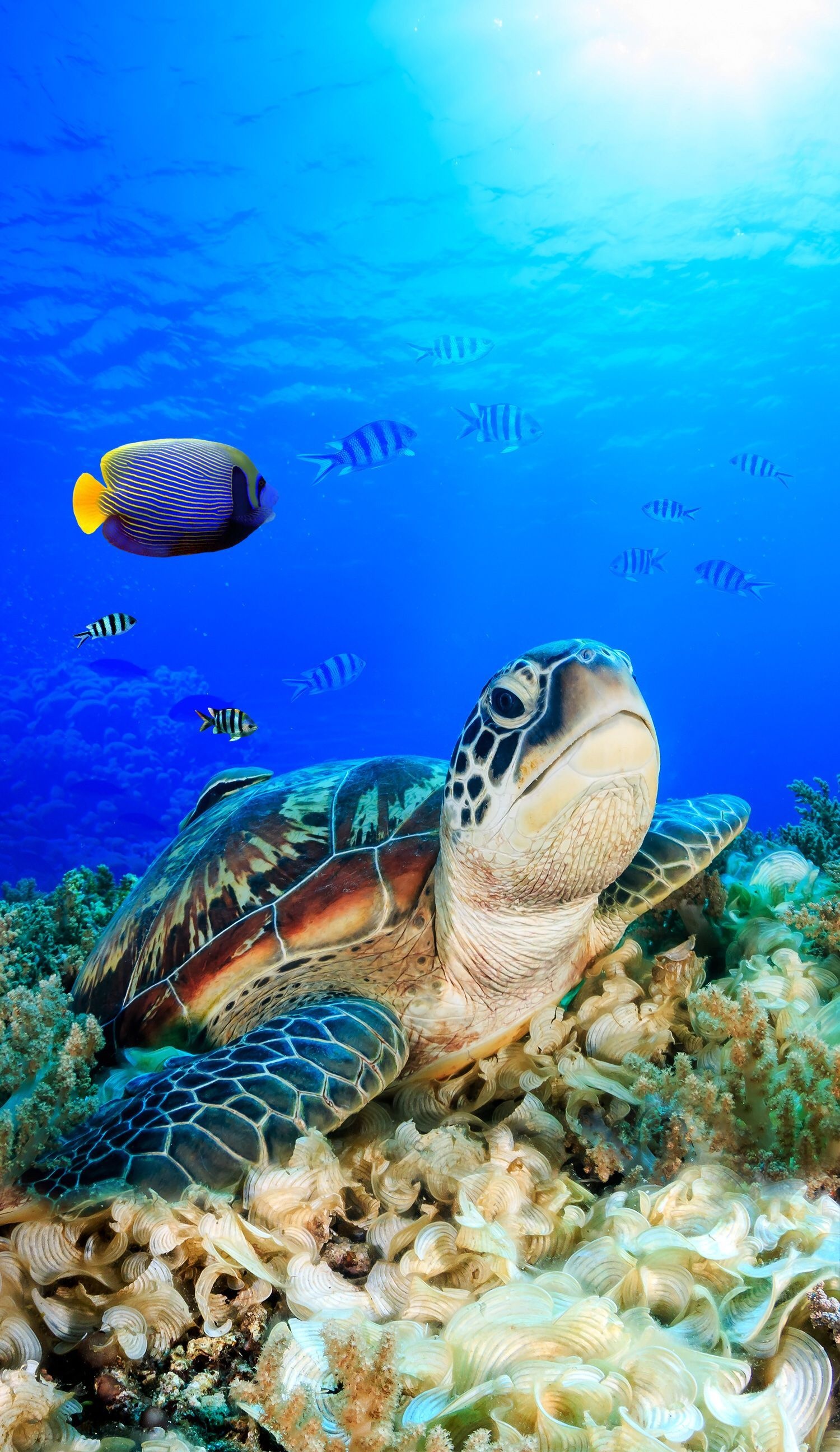 Honu wallpaper, Endearing sea turtles, iPhone wallpapers, Honu sea turtle, 1500x2600 HD Phone