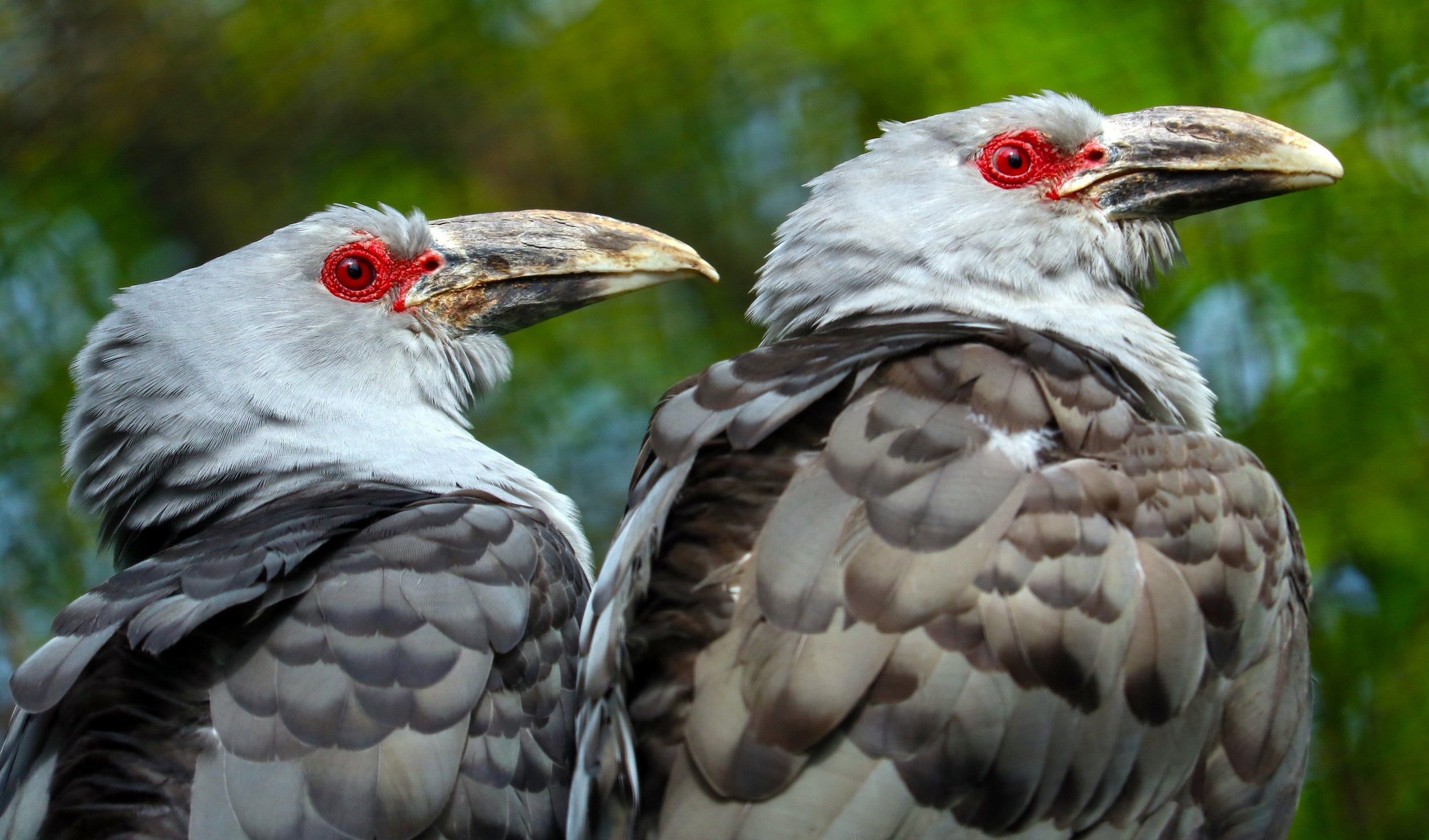 Channel-billed cuckoo, Australian marvel, Intricate migration, Nature's nomad, 2500x1470 HD Desktop