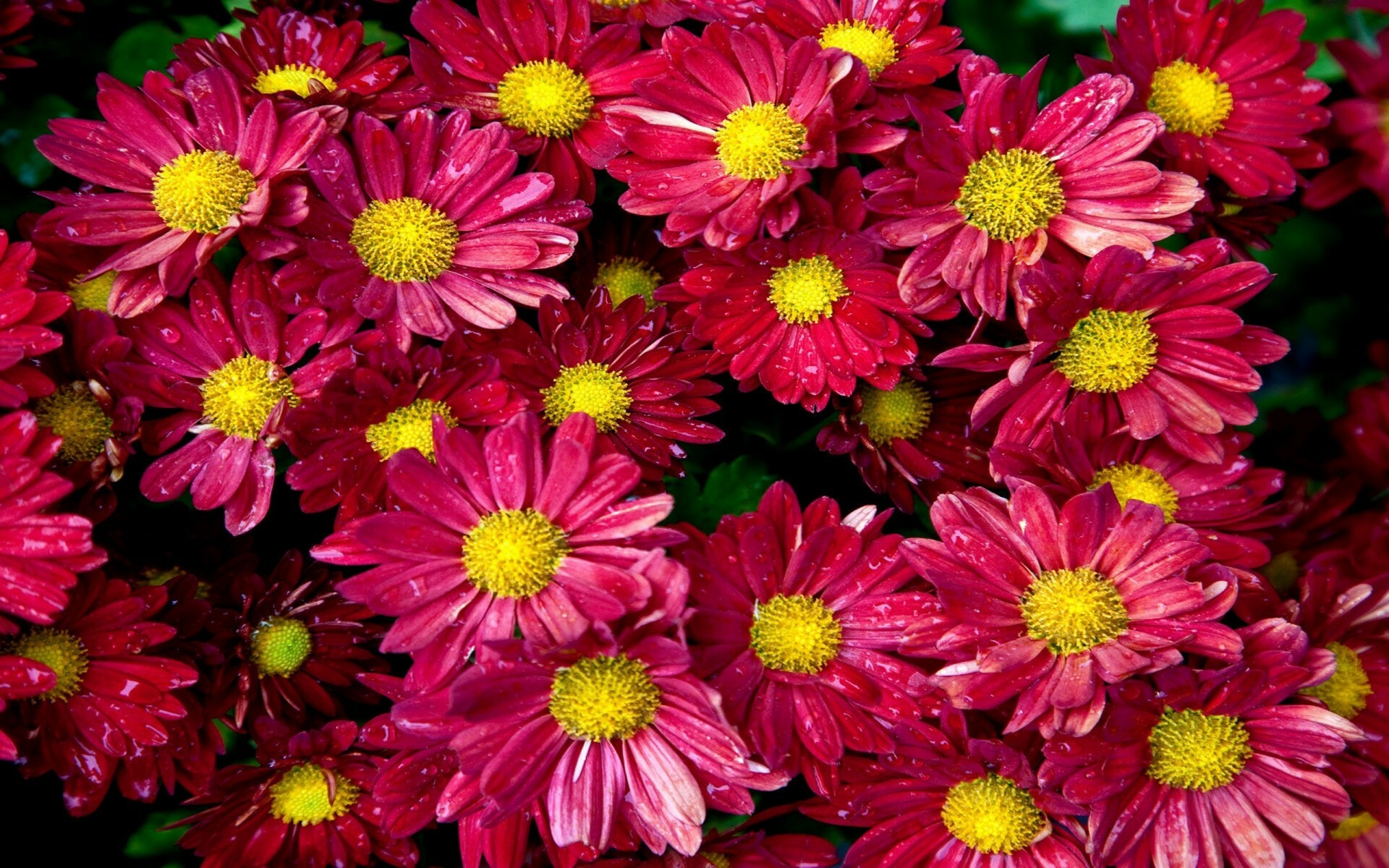 Chrysanthemum: The flowers have many different forms, from open daisies to multi-petalled pompoms, large and small. 1920x1200 HD Wallpaper.