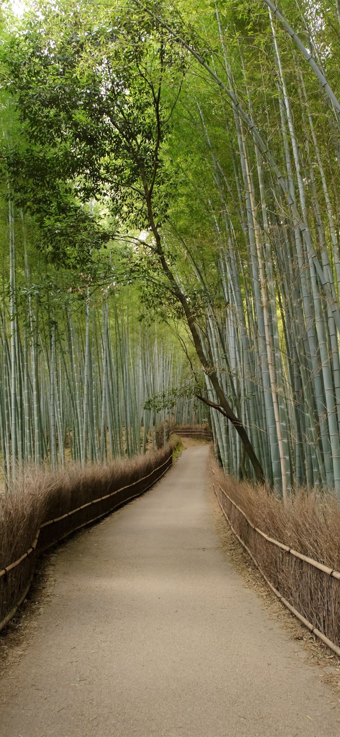 Bamboo: Sagano Bamboo Forest, Kyoto, Japan, The plant that is particularly common in the humid tropics. 1130x2440 HD Wallpaper.