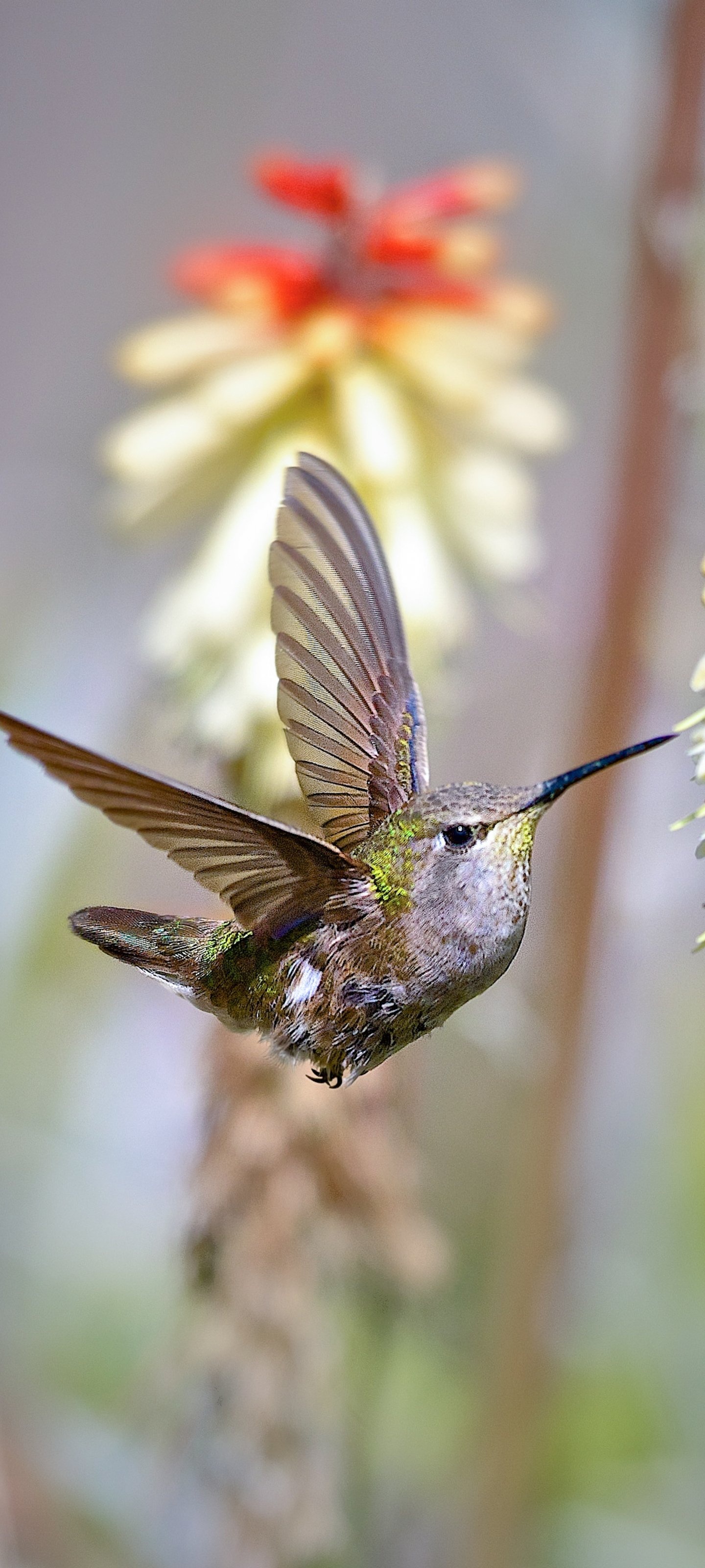 Animal hummingbird, Striking creature, Nature's gem, Graceful presence, 1440x3200 HD Phone