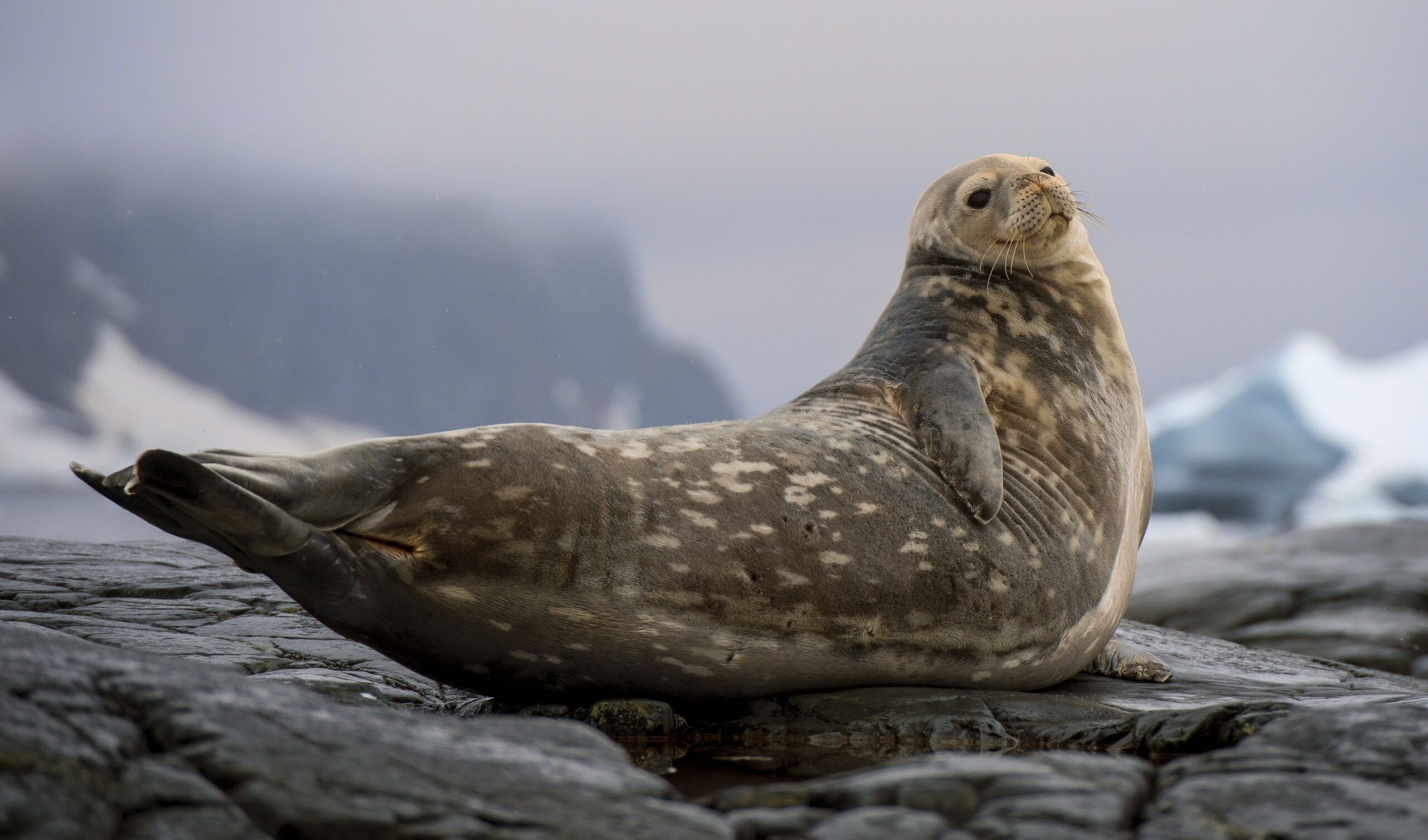Weddell seal population, Surprisingly low numbers, Antarctic mysteries, Ecosystem study, 2560x1510 HD Desktop