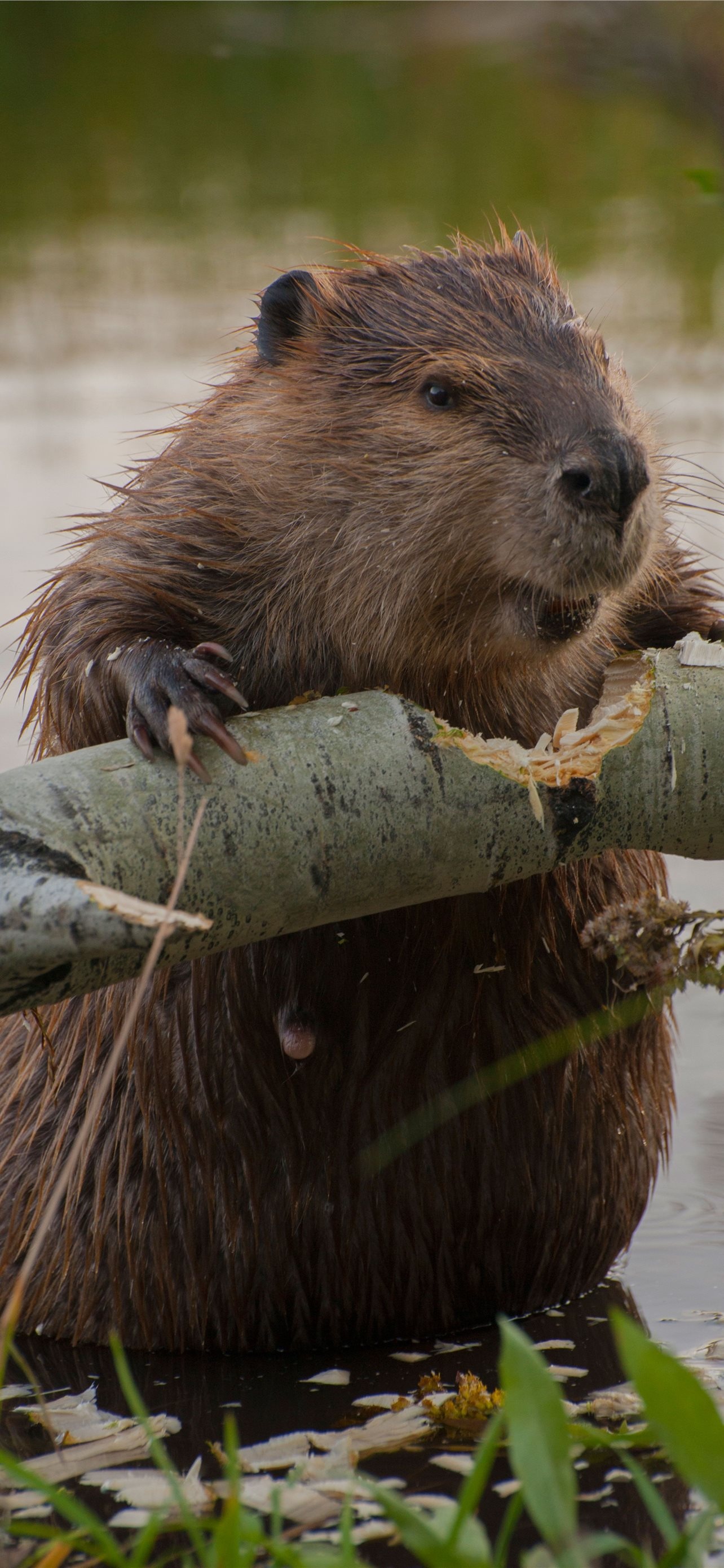 Best beaver wallpapers, iPhone backgrounds, High-quality images, Wallpaper collection, 1290x2780 HD Handy