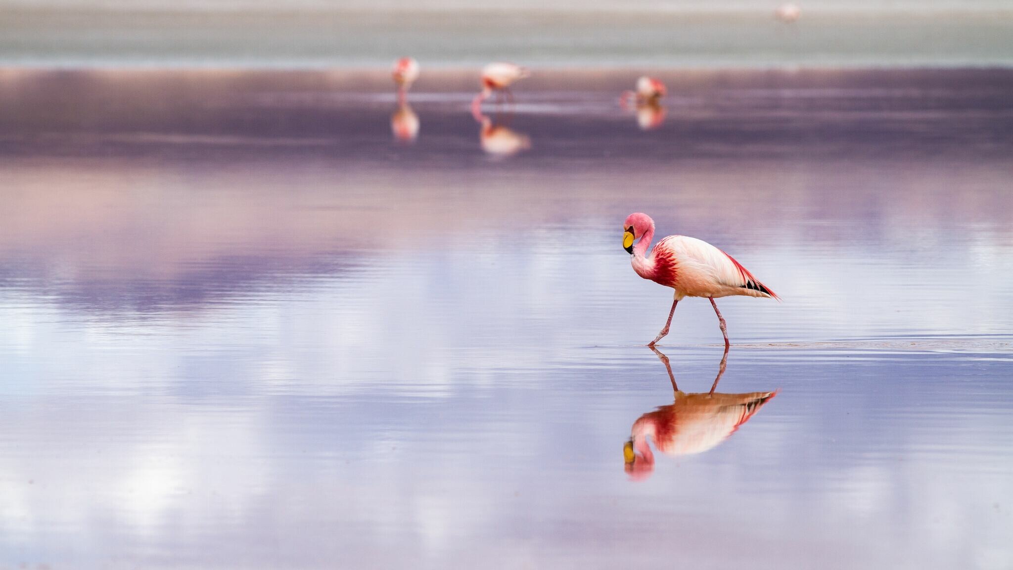 Flamingo: Wading birds found in the Americas, Asia, Africa and parts of Southern Europe. 2050x1160 HD Background.