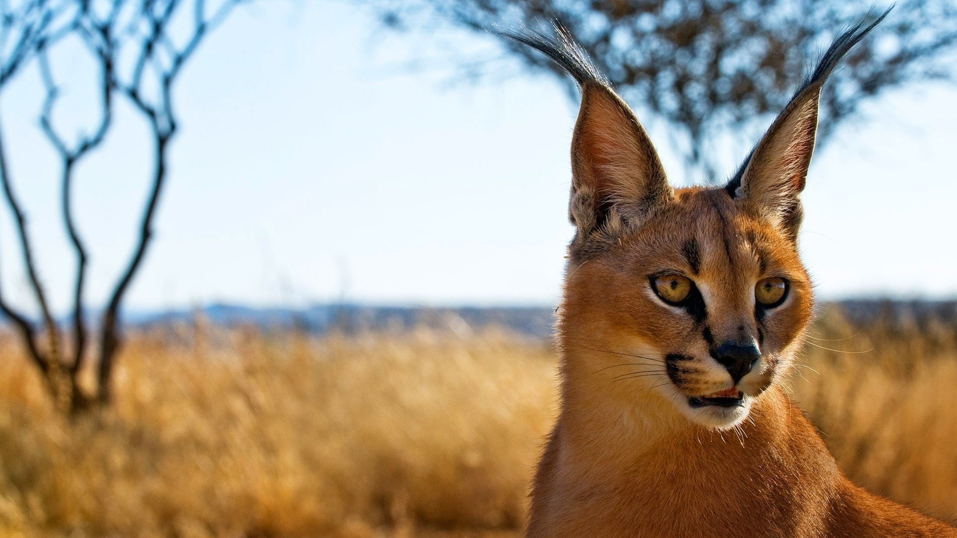 Caracal wallpapers, Stunning visuals, Impressive imagery, High-quality resolution, 1920x1080 Full HD Desktop