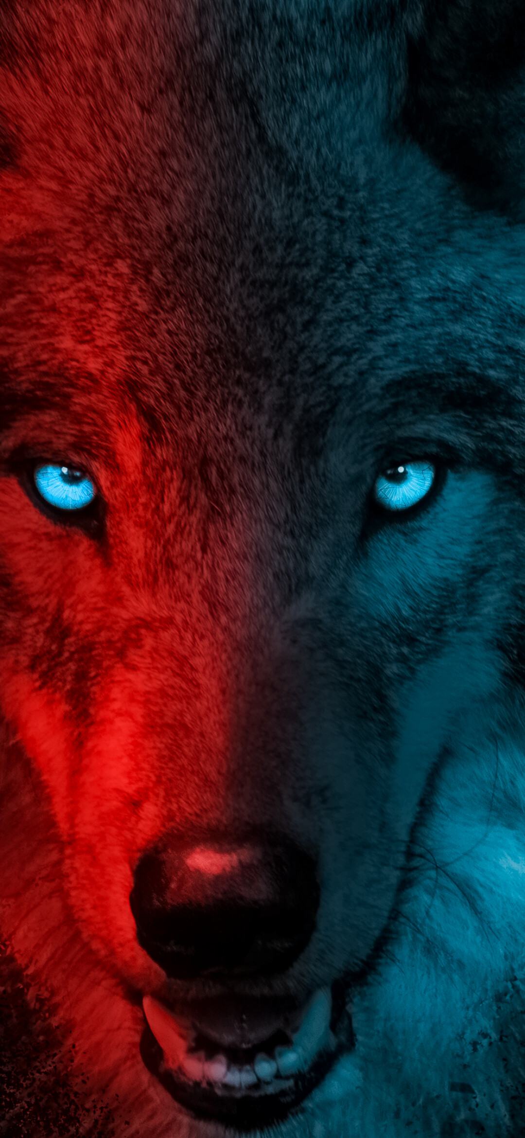 Wolf: Wolves typically dominate other canid species in areas where they both occur. 1080x2340 HD Wallpaper.