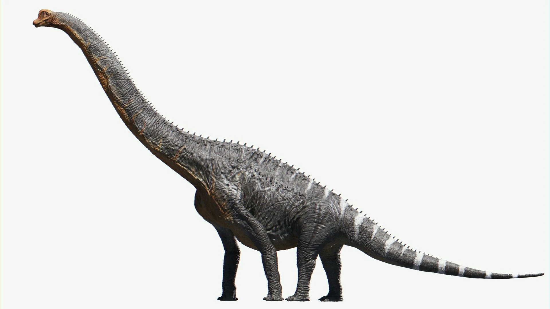 Brachiosaurus, Naturerules1 wiki, Fandom, Brachiosaurus, 1920x1080 Full HD Desktop