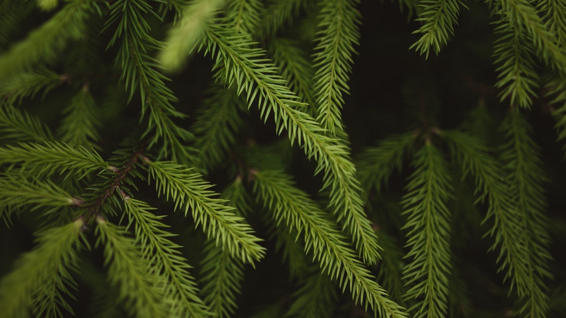 Close-up of spruce branches, Detailed textures, Nature's elegance, Branch formation, 1920x1080 Full HD Desktop