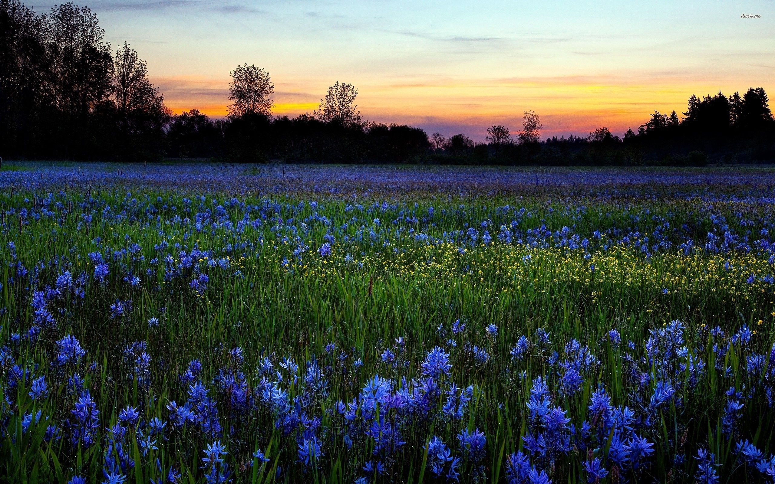 Blaue Wildblumen auf dem Bildschirm, 2560x1600 HD Desktop