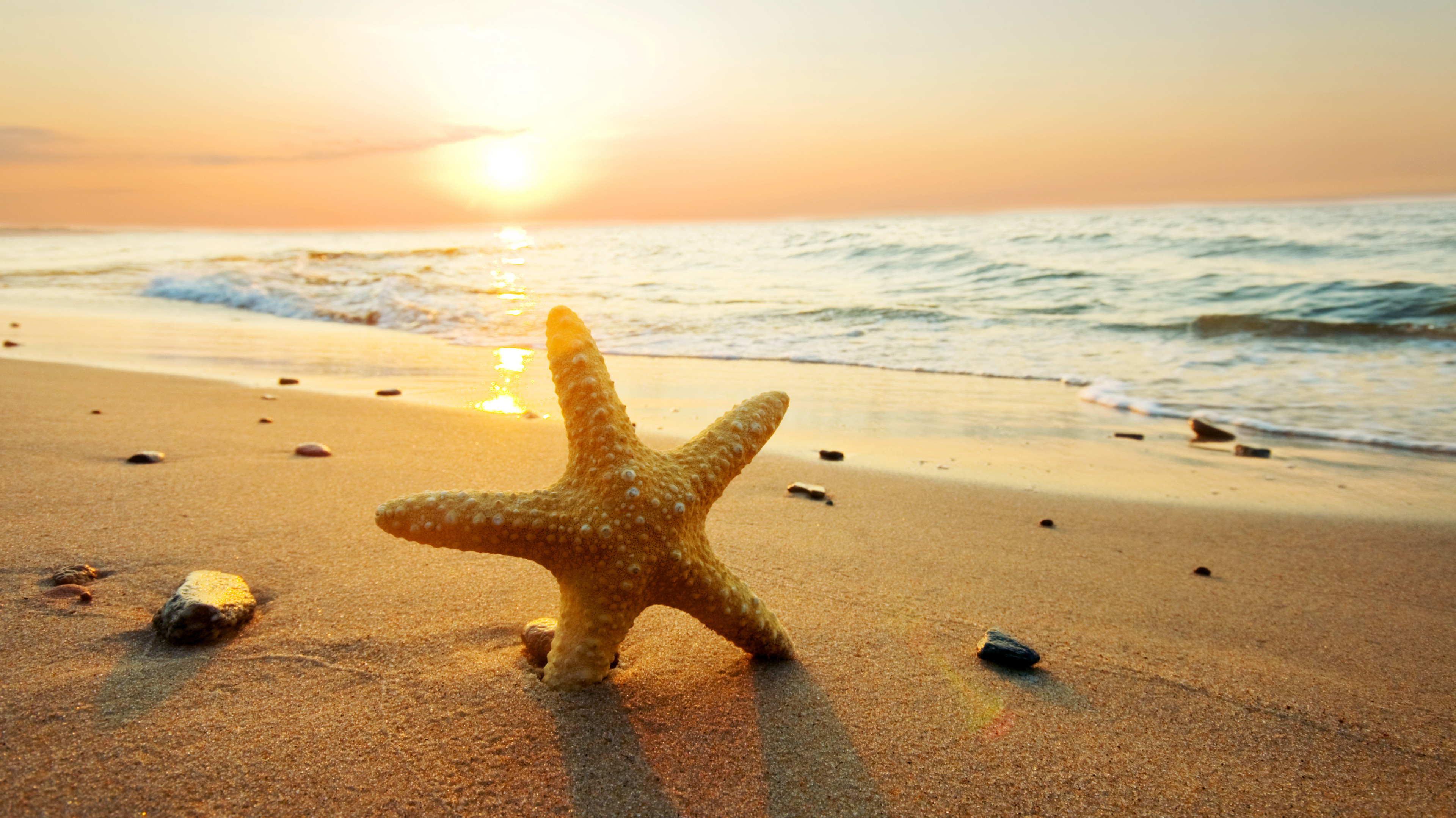 Sea Star: Beach, Sunlight, Echinoderms belonging to the class Asteroidea. 3840x2160 4K Wallpaper.