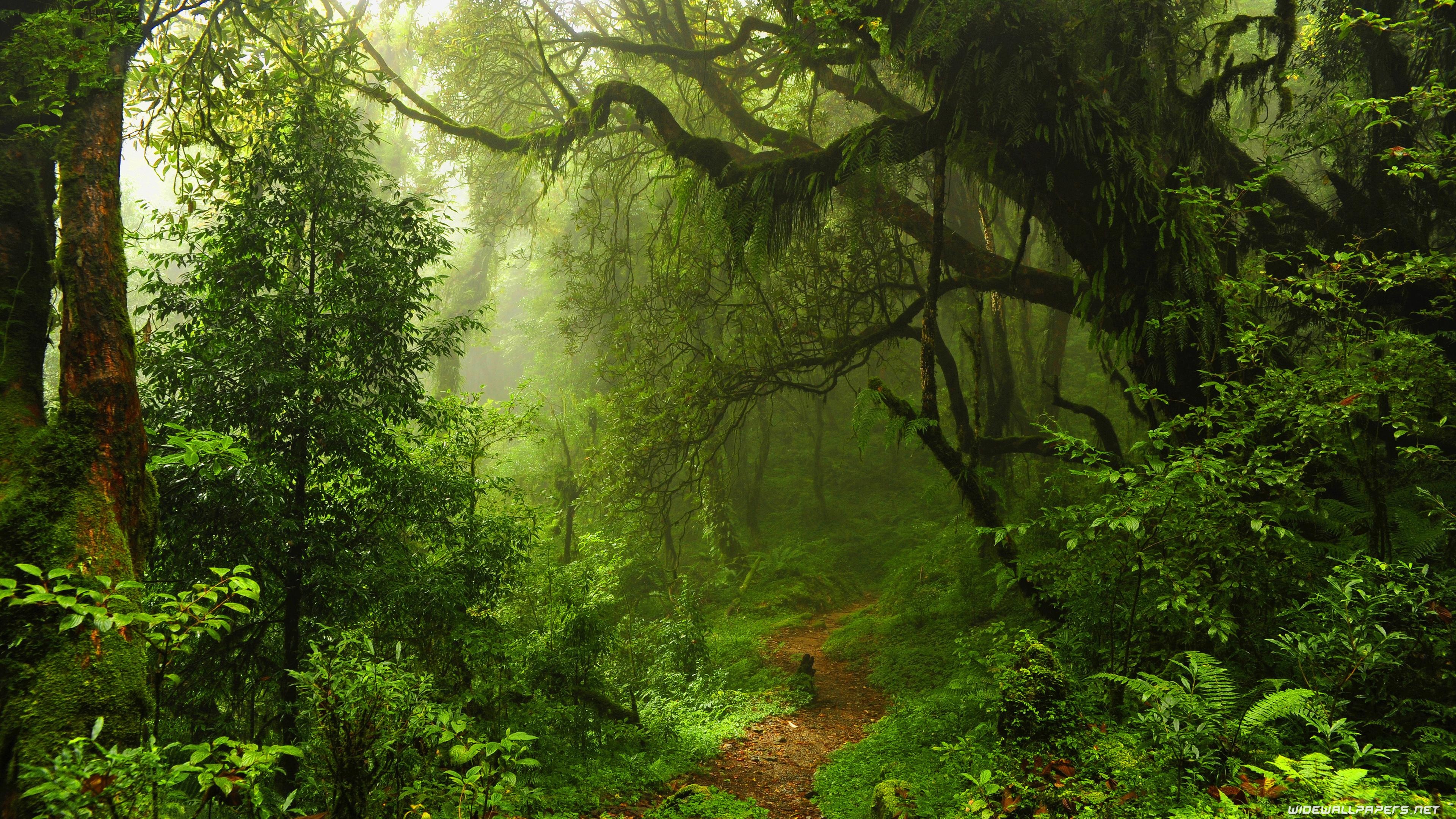 Amazon forest, Nature's glory, Enigmatic landscapes, Biodiversity haven, 3840x2160 4K Desktop