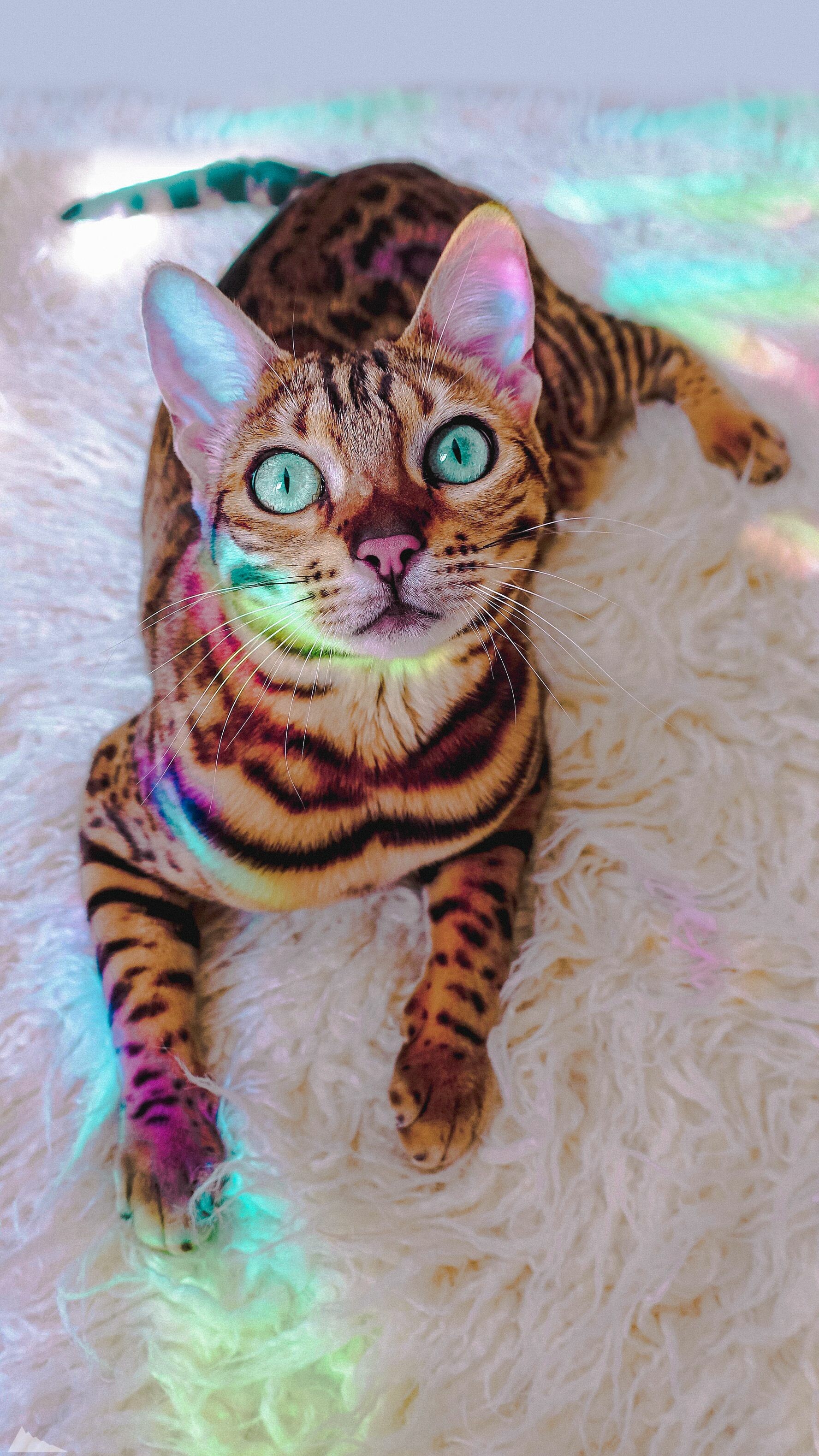 Bengal Cat: They are an energetic breed that needs much exercise and play. 1780x3160 HD Wallpaper.