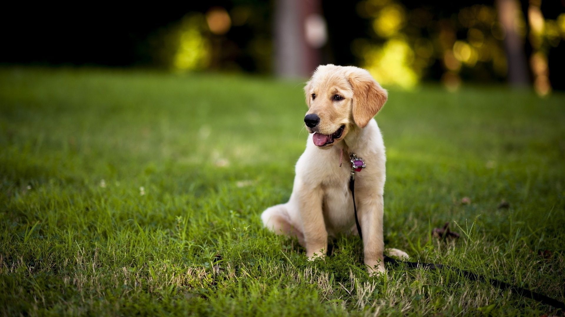 Labs wallpapers, Popular choice, Stunning backgrounds, Canine beauty, 1920x1080 Full HD Desktop