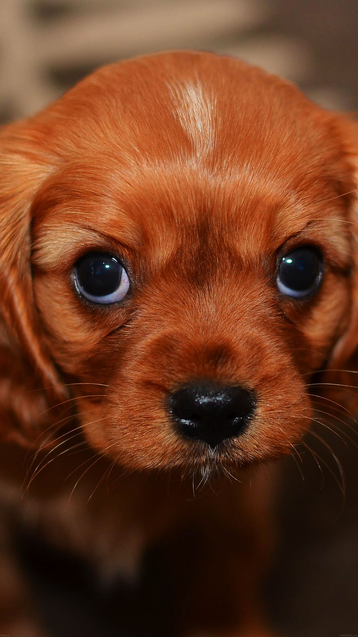 Puppy: Companion dog, Used as a pet. 1250x2210 HD Background.
