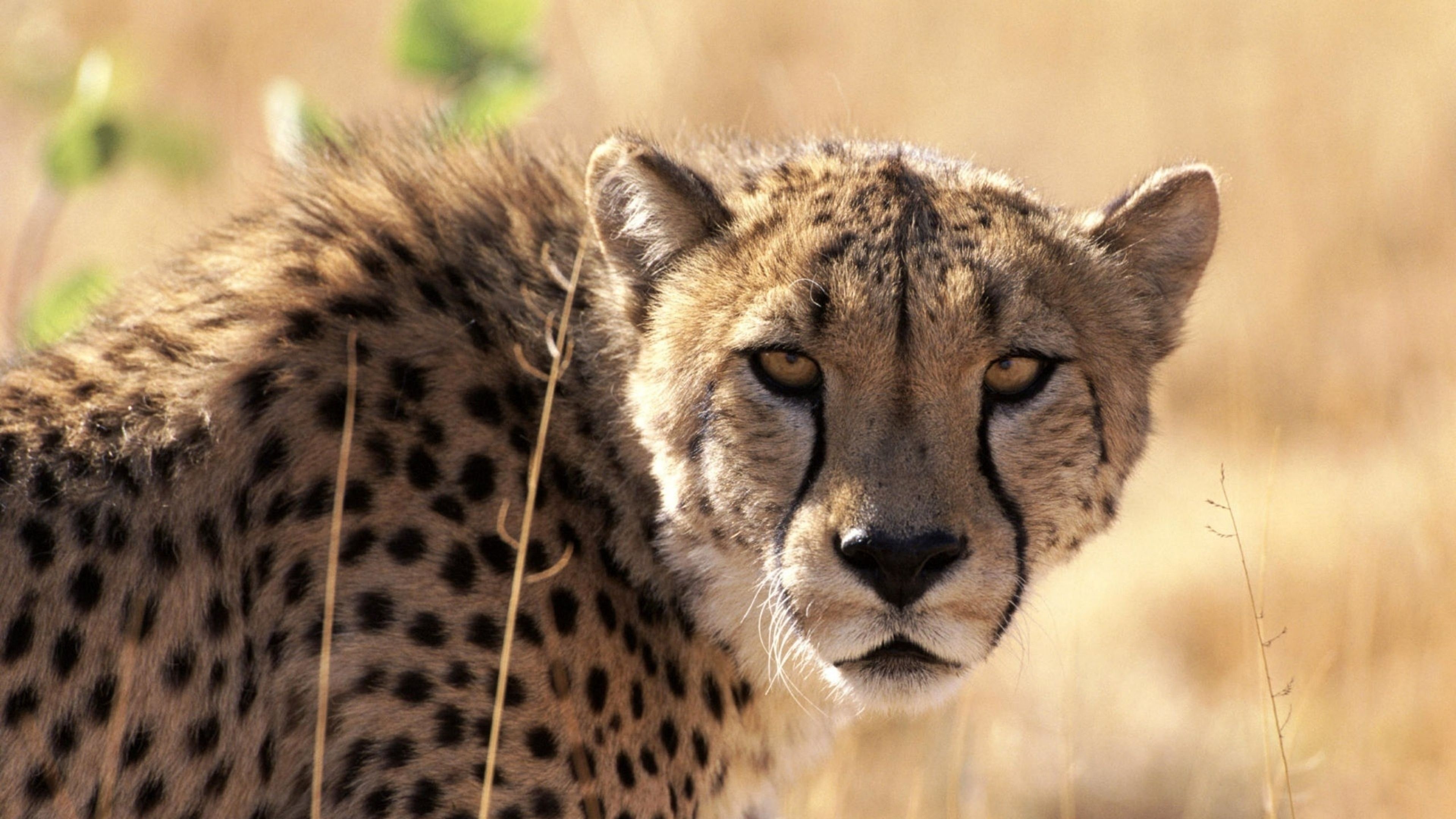 Cheetah waiting in grass, Intense gaze, Powerful big cat, Mysterious and regal, 3840x2160 4K Desktop