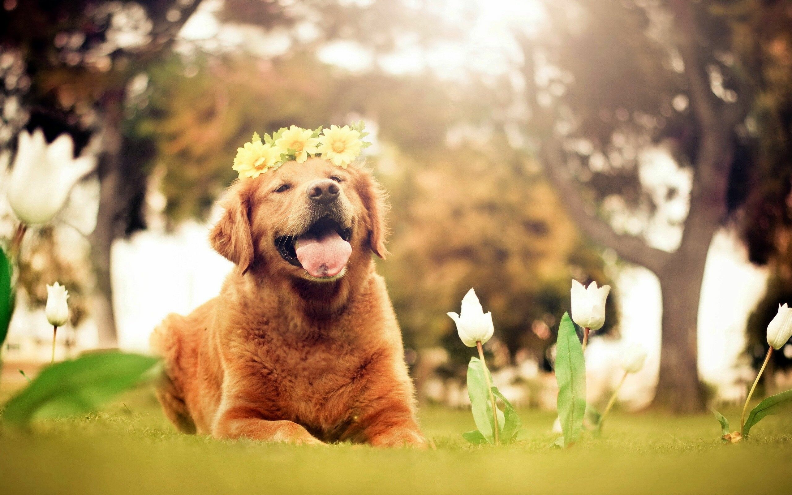 Dog: Golden Retriever, Commonly kept as a pet and is among the most frequently registered breeds in several Western countries. 2560x1600 HD Background.