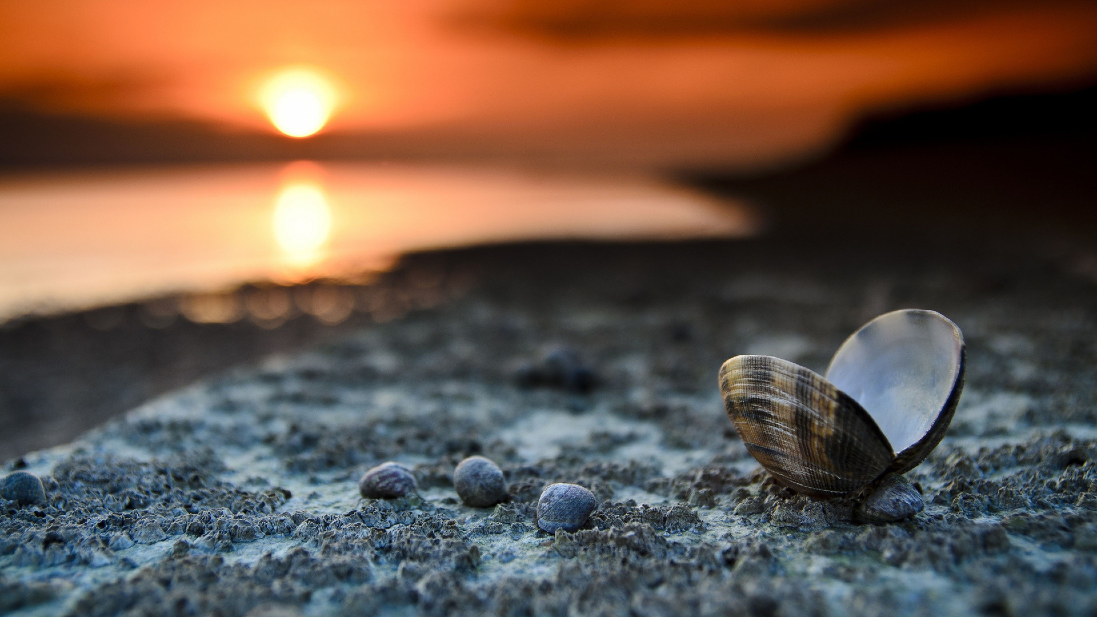 Sea Shell: Are commonly found in beach drift, which is natural detritus. 3840x2160 4K Wallpaper.