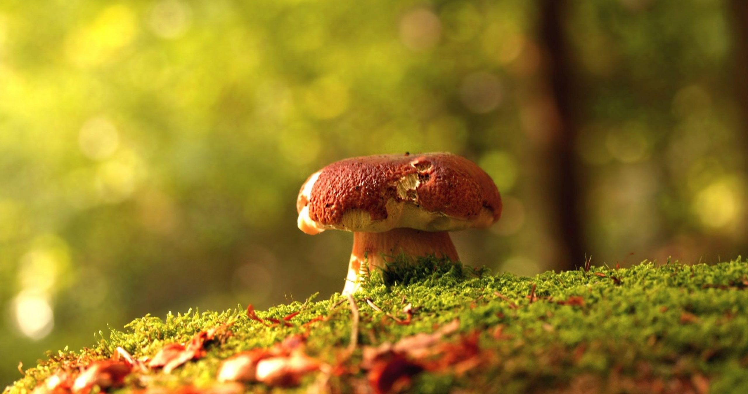 Analyse mushrooms, Sylvia Plath nightingale, Literary inspiration, Mushroom symbolism, 2560x1350 HD Desktop