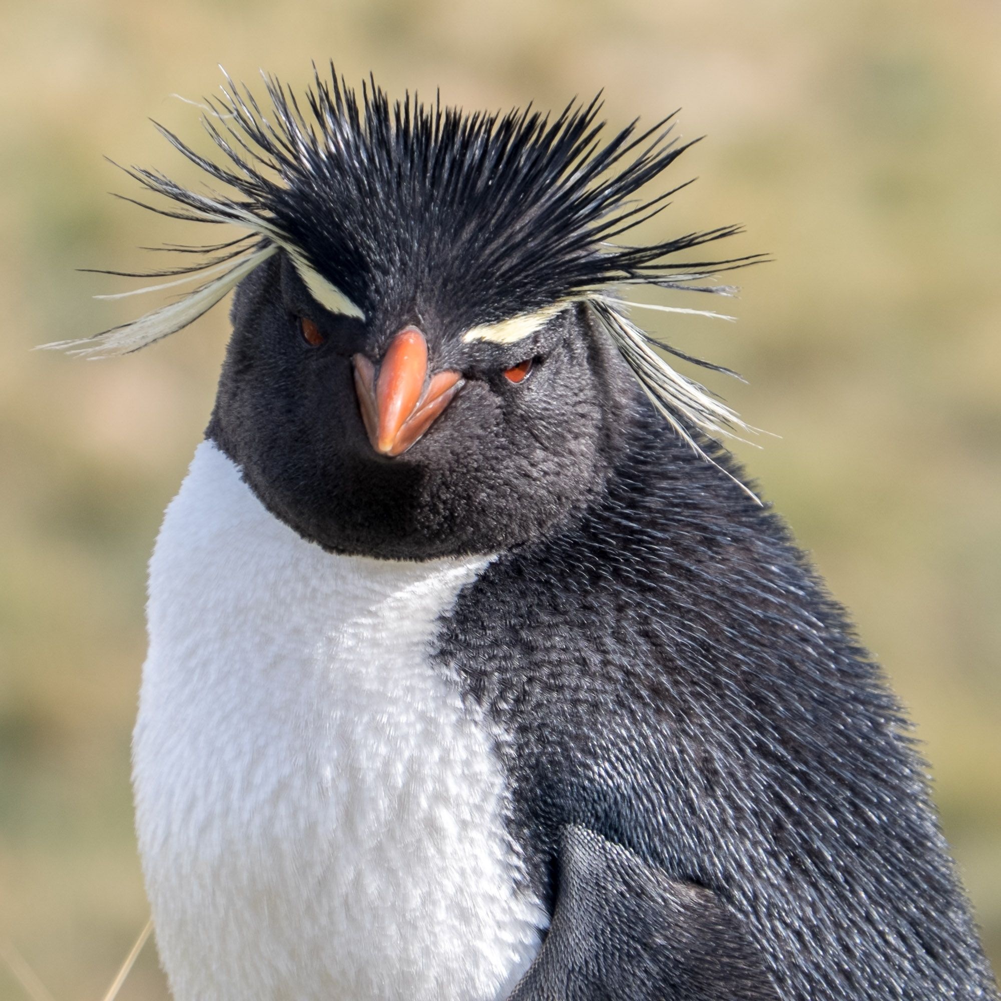Penguin, Quirky hairstyles, Animal beauty, Hairdressing inspiration, 2000x2000 HD Phone