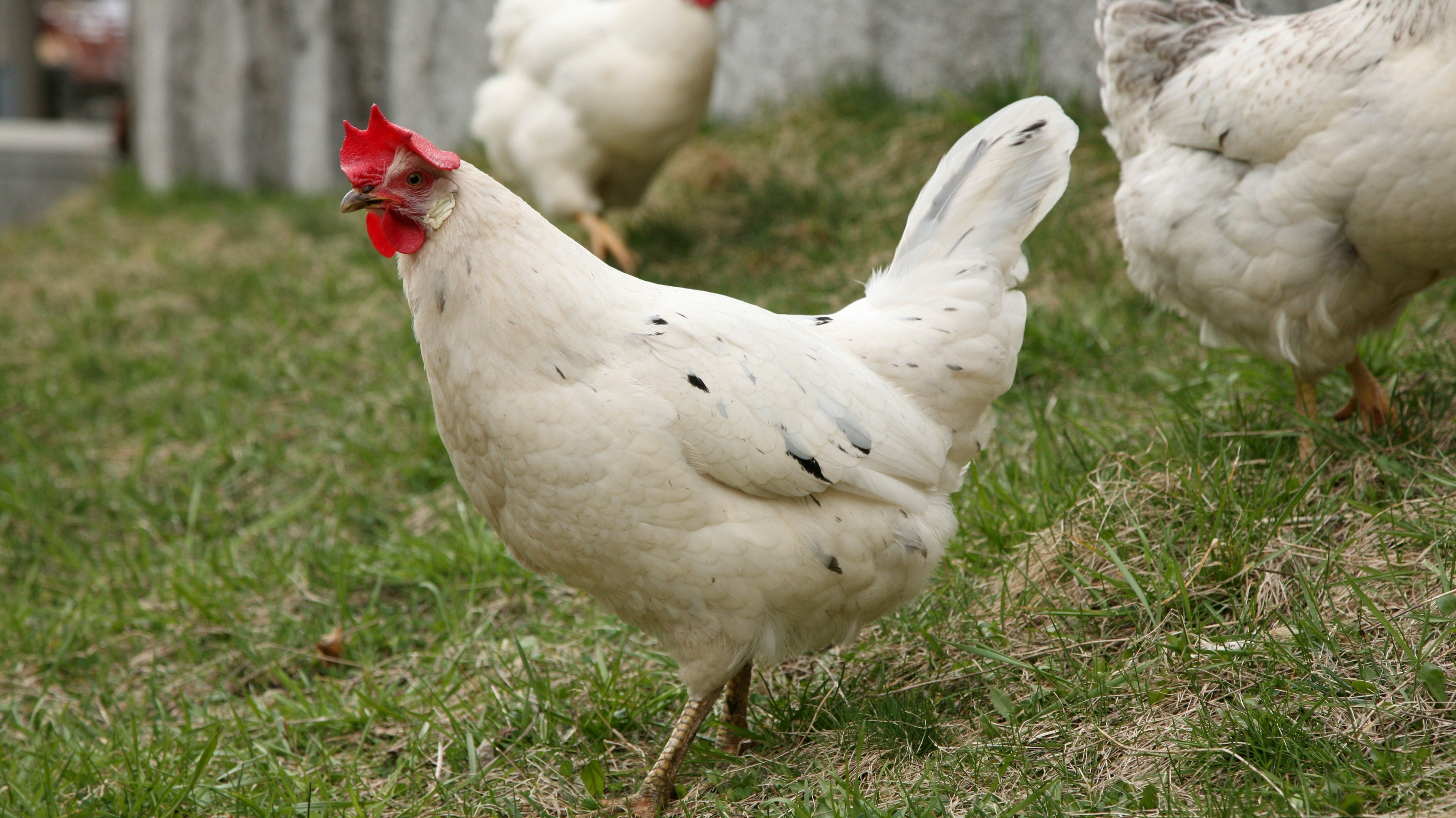Hen (Animals), Hen HD wallpaper, High-definition hen, Feathered beauty, 3840x2160 4K Desktop