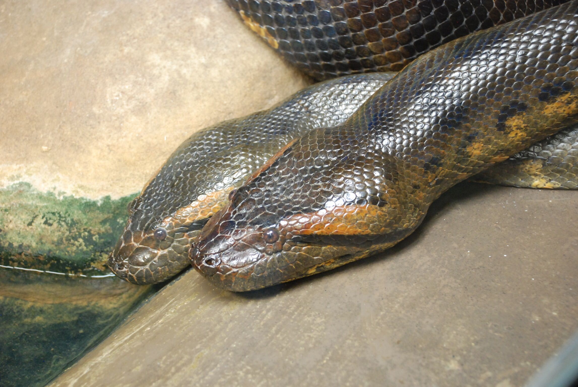 Anaconda, Snakes, Beautiful snakes, Reptiles, 2300x1540 HD Desktop
