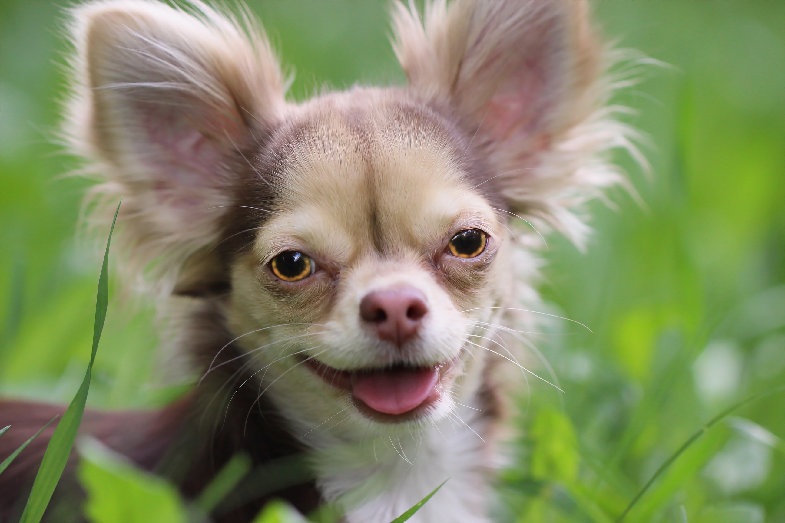 Chihuahua HD wallpaper, High-quality image, Clear and vibrant, Cute dog, 2600x1730 HD Desktop