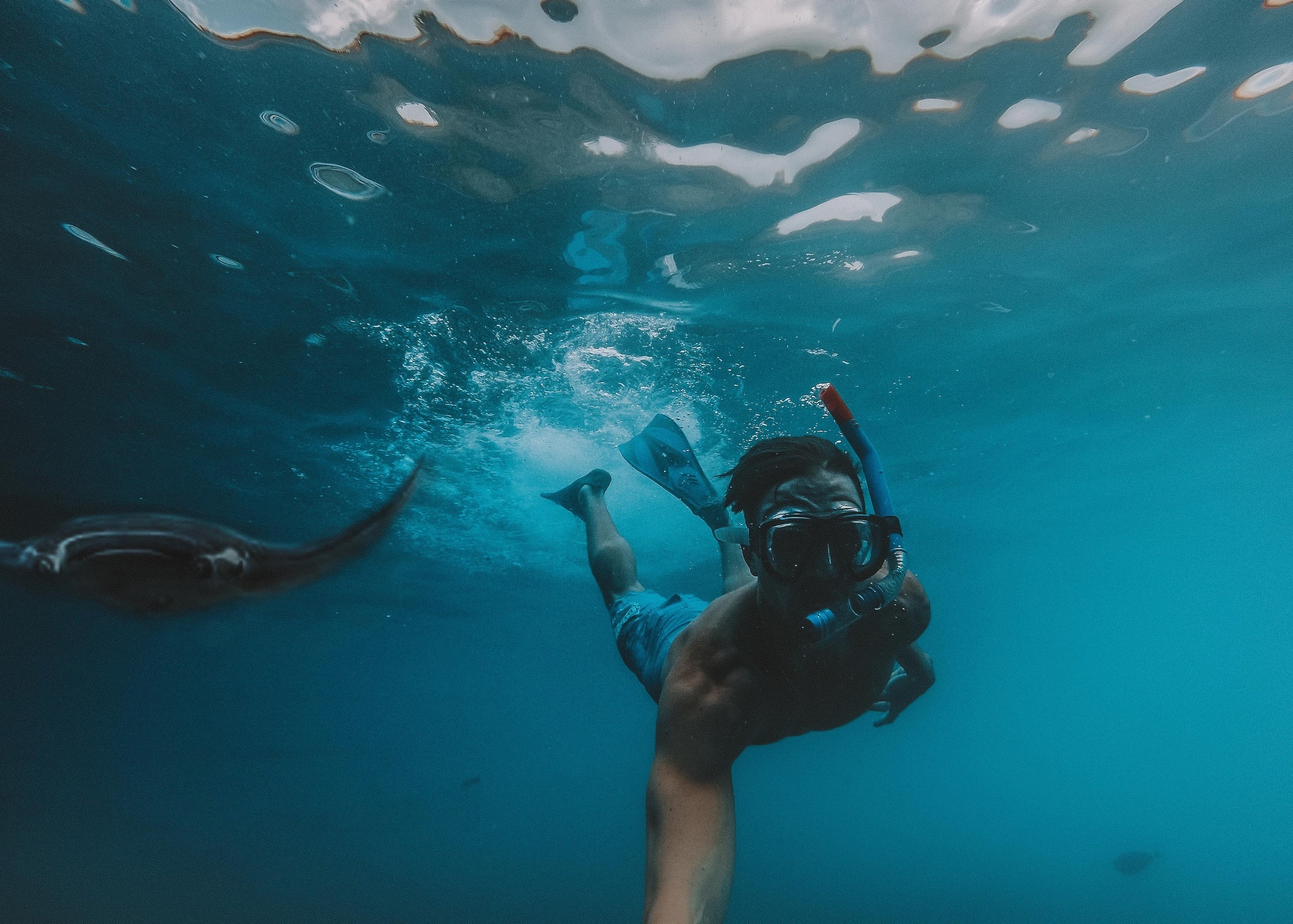 Snorkeling: Adrenaline seekers, Sharks, Freediving, Underwater world, Diving beneath the waves, Skate. 2400x1720 HD Wallpaper.