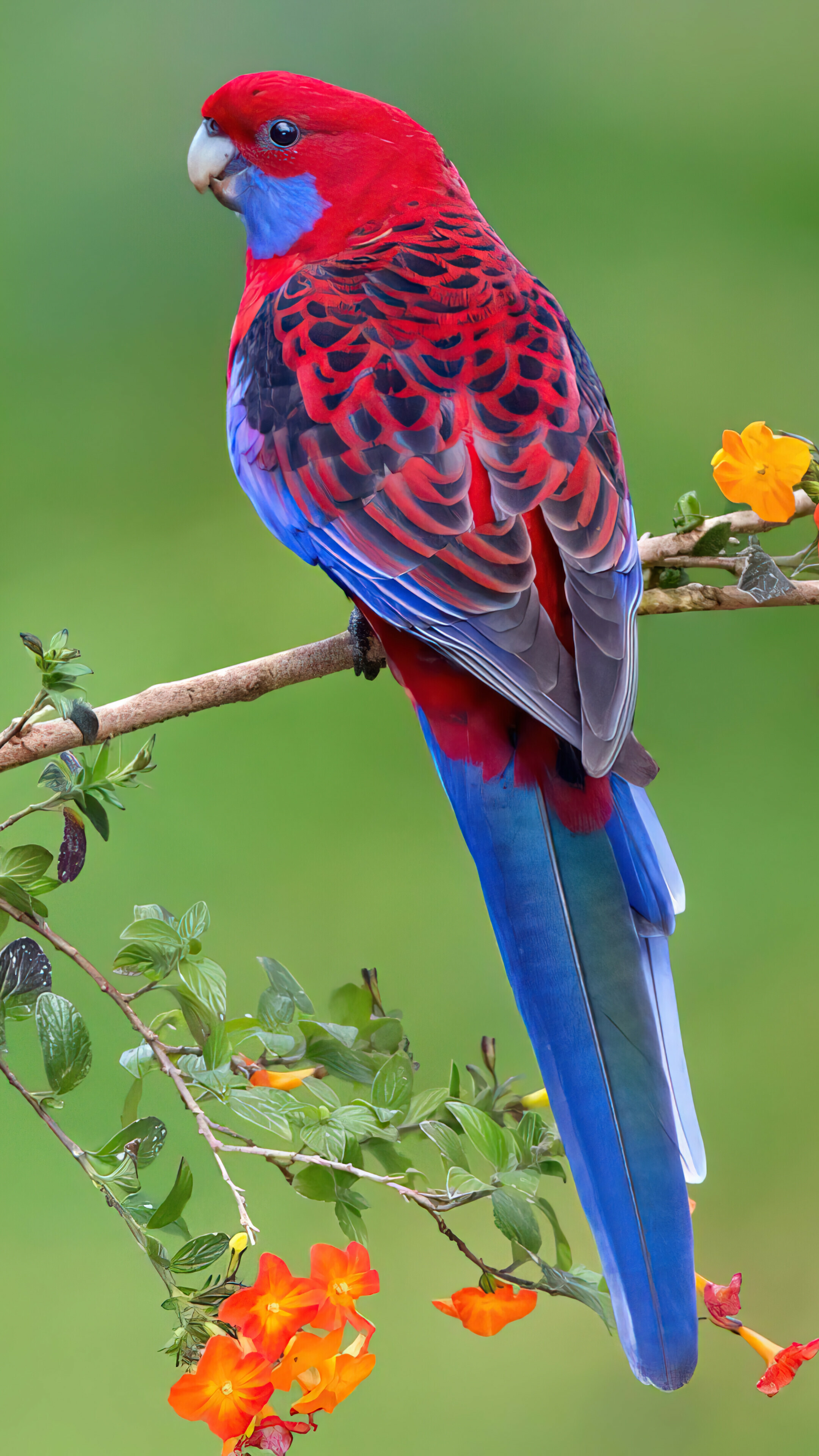 Parrot: Birds found mostly in tropical and subtropical regions. 2160x3840 4K Wallpaper.