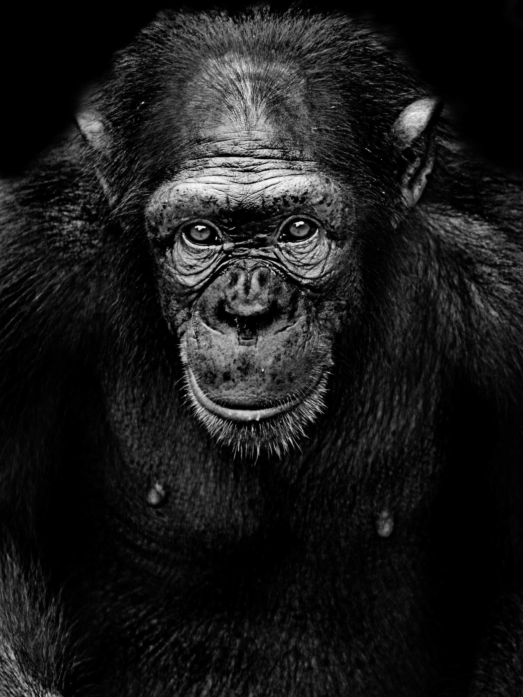 Chimpanzee, Monochrome portrait, Captivating gaze, Animal photography, 2000x2670 HD Handy