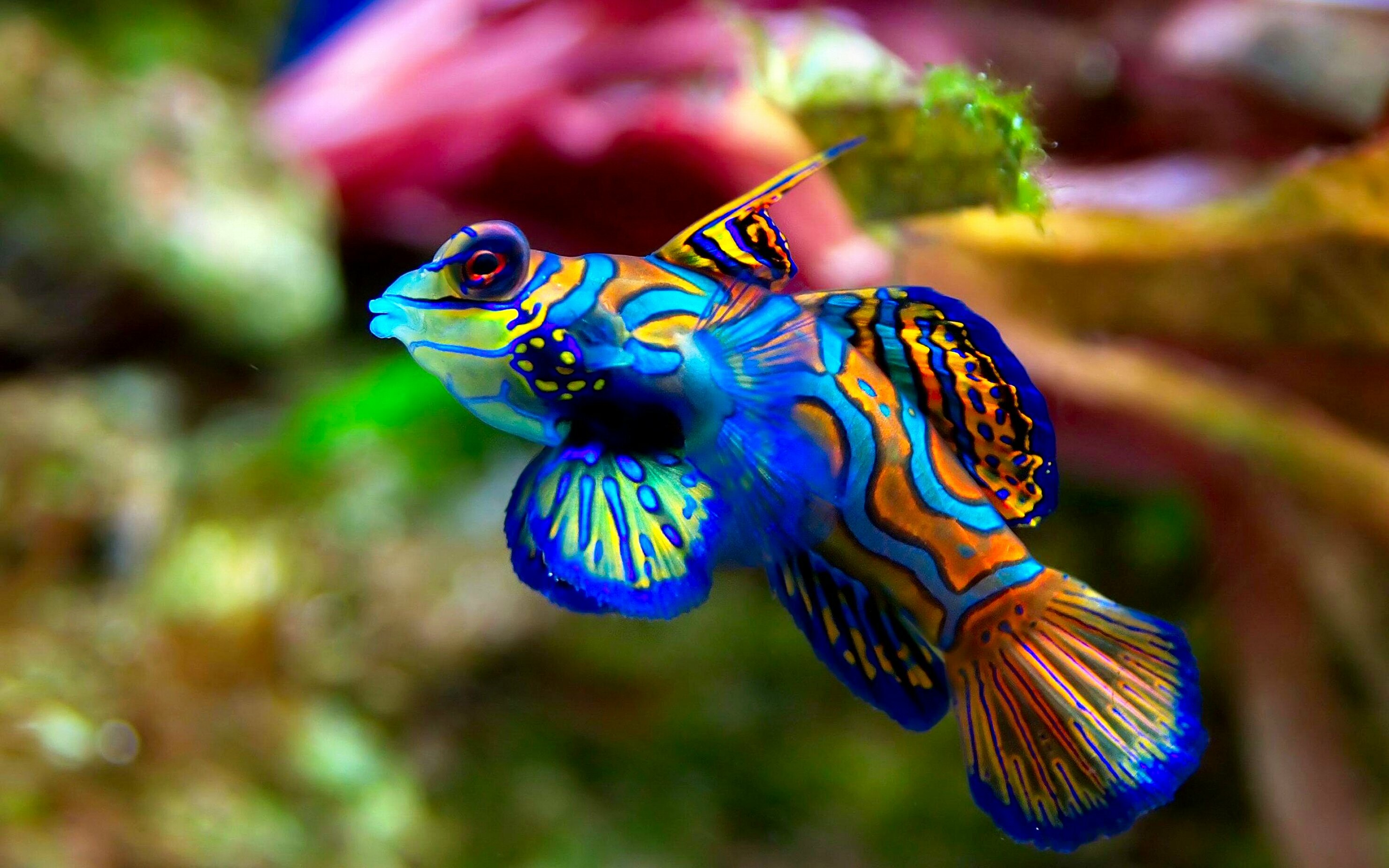 Fish: Mandarin dragonet, A small, brightly colored member of the dragonet family. 2960x1850 HD Background.